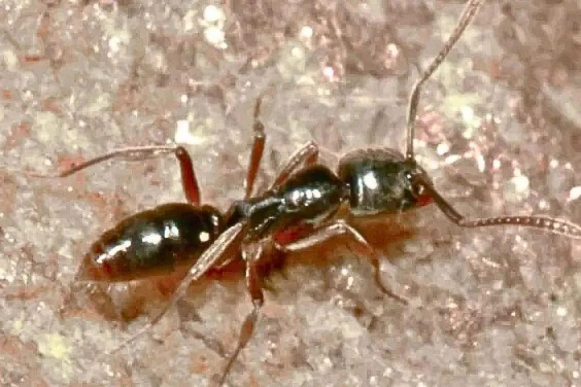 This Ant Doesn’t March—It Wanders, and It Stings