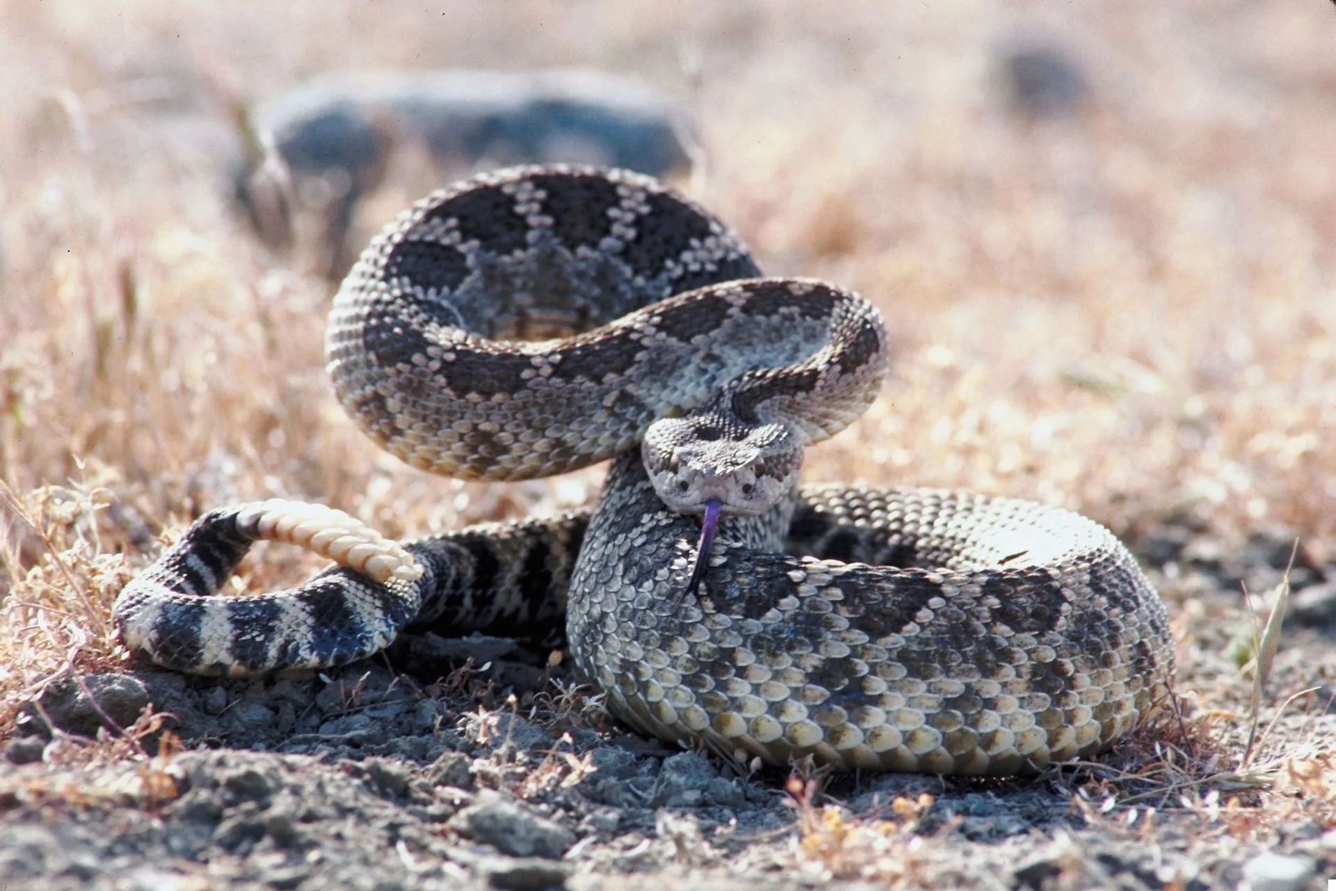 From Hiss to Dish–Cooking Rattlesnake