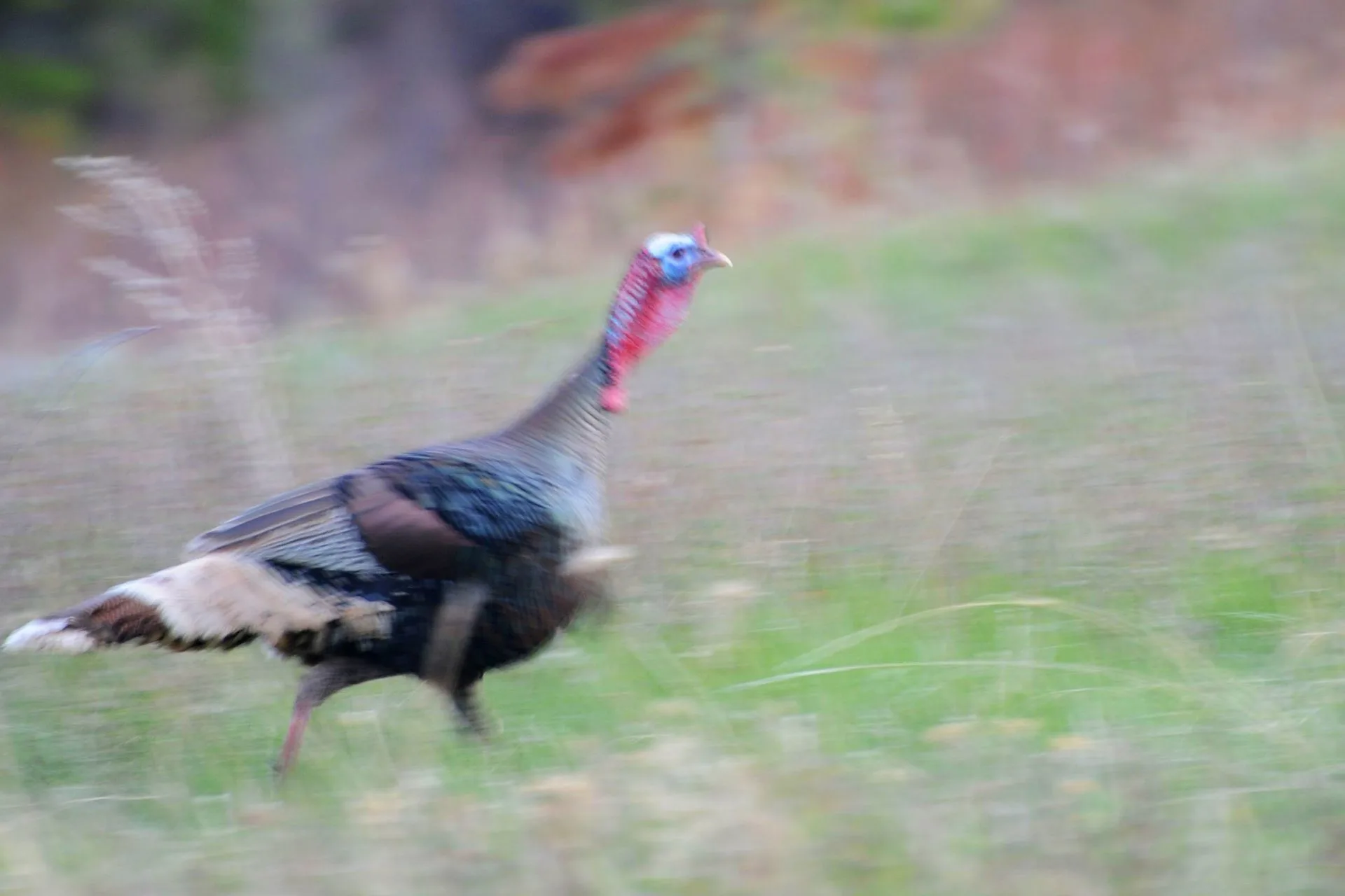 Montana Fish, Wildlife & Parks eyes more fall turkey hunts