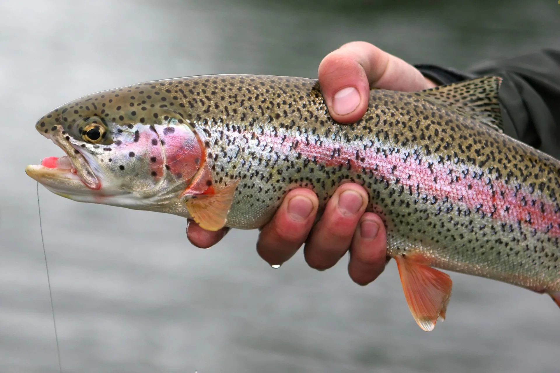 How to Clean a Trout
