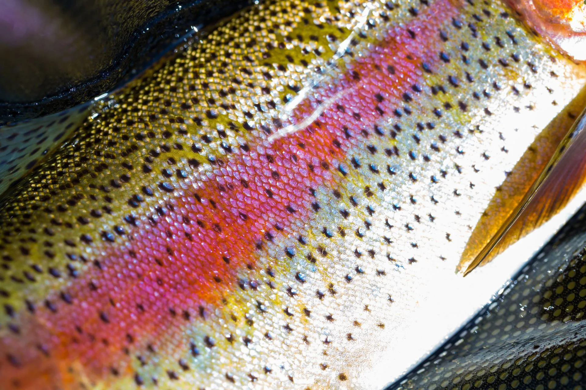 Helena Area Reservoirs Fishing Report 5.12.25
