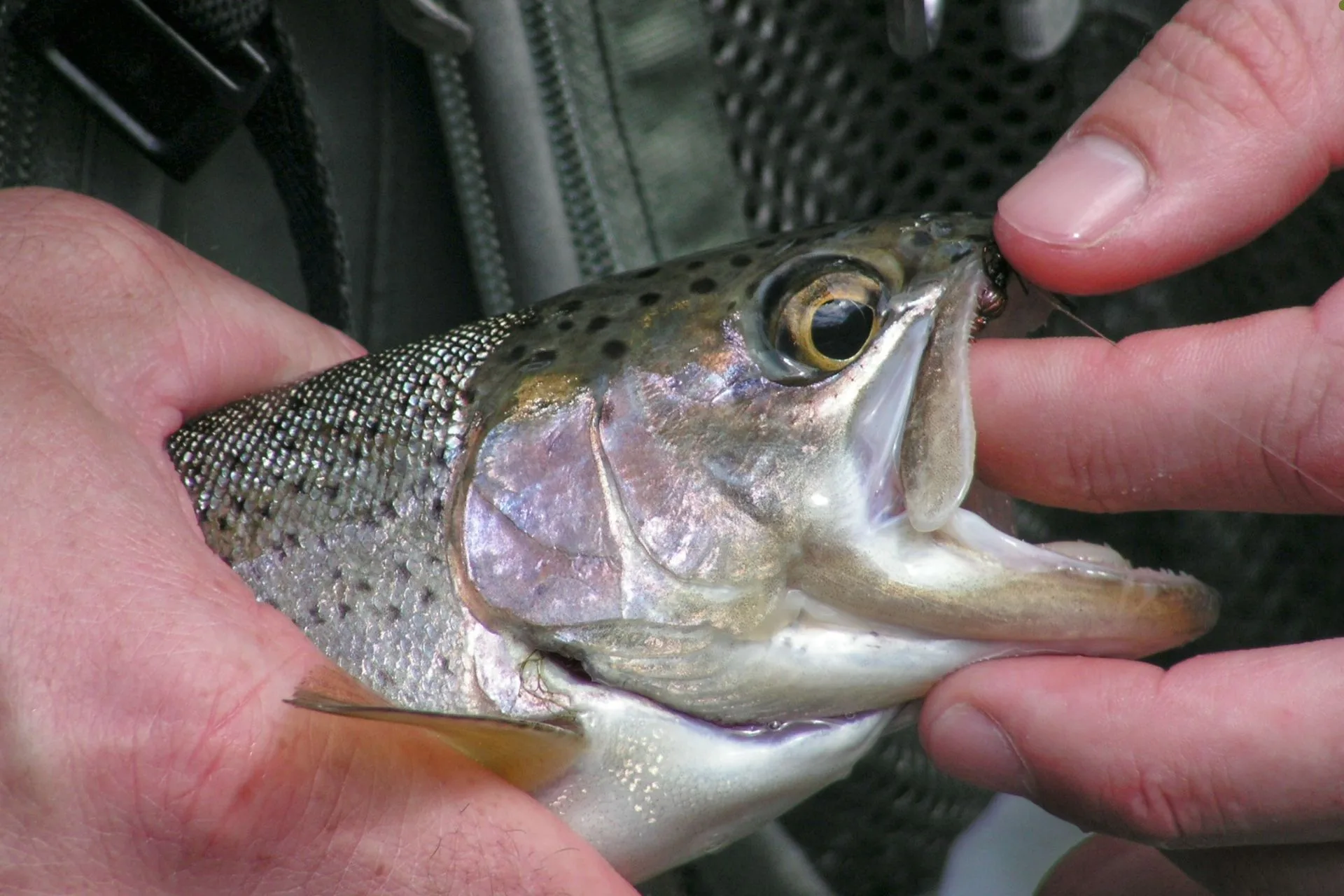 Cannibal Trout