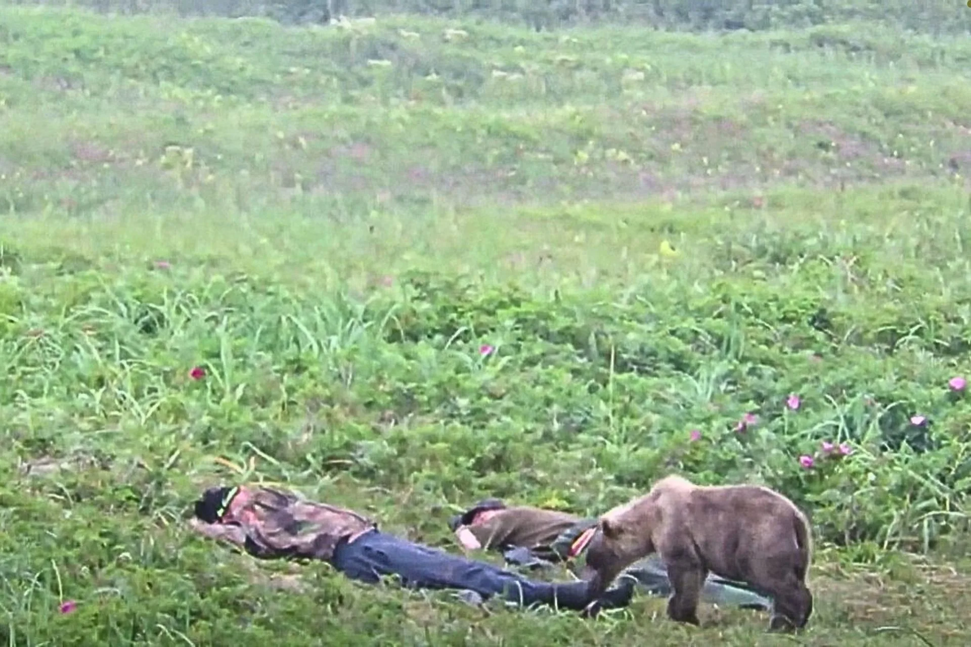 There Are Risks When Dozing Off in Bear Country