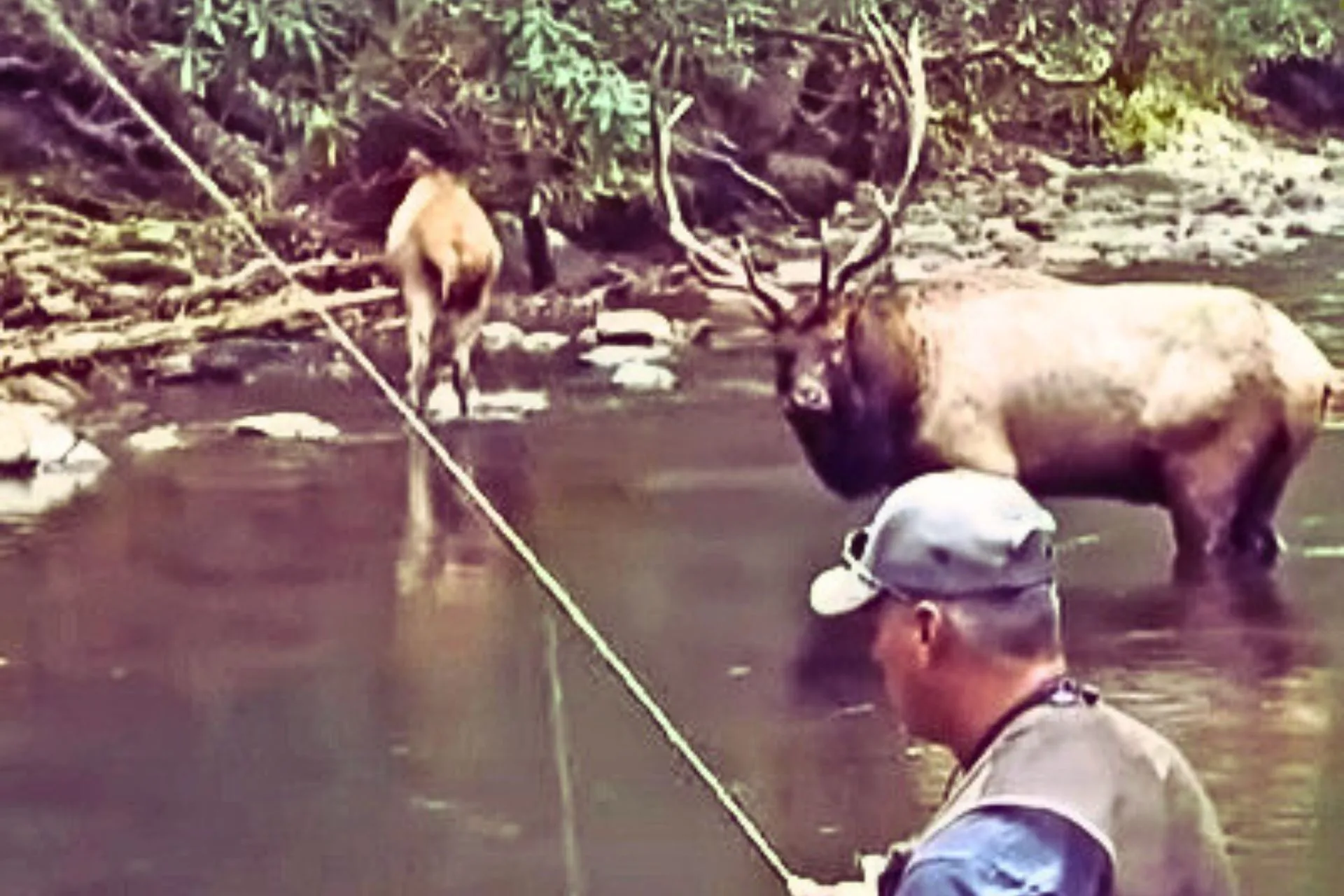 Fishing for Trout and Catching Elk Fever