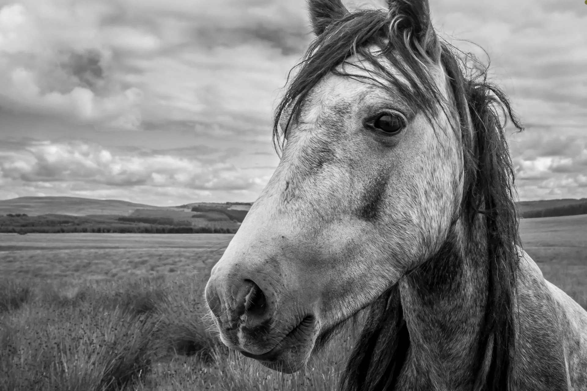 BLM to Host Wild Horse and Burro Adoption Event in Livingston, Montana