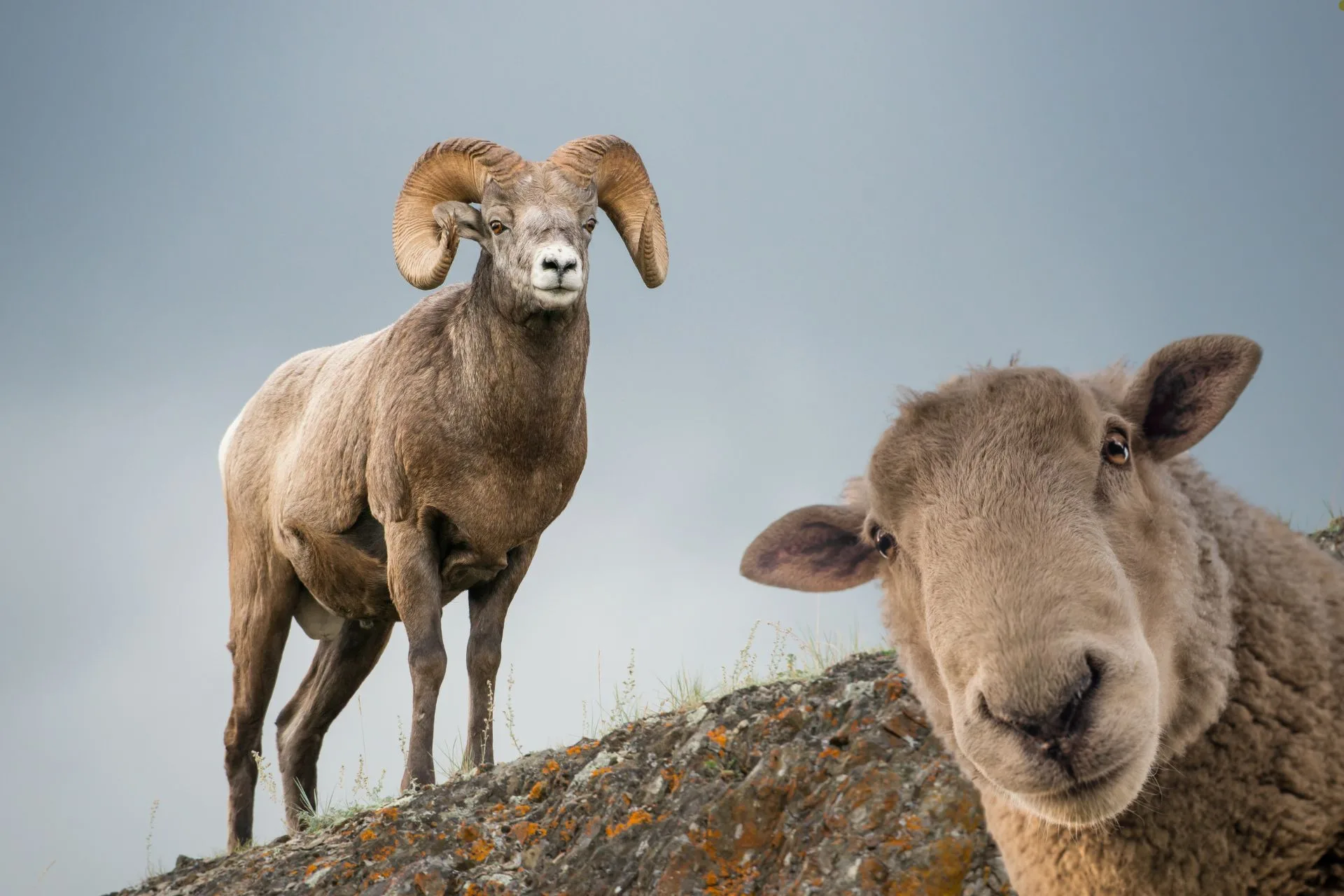 Public Meeting: Wild and Domestic Sheep Comingling Project