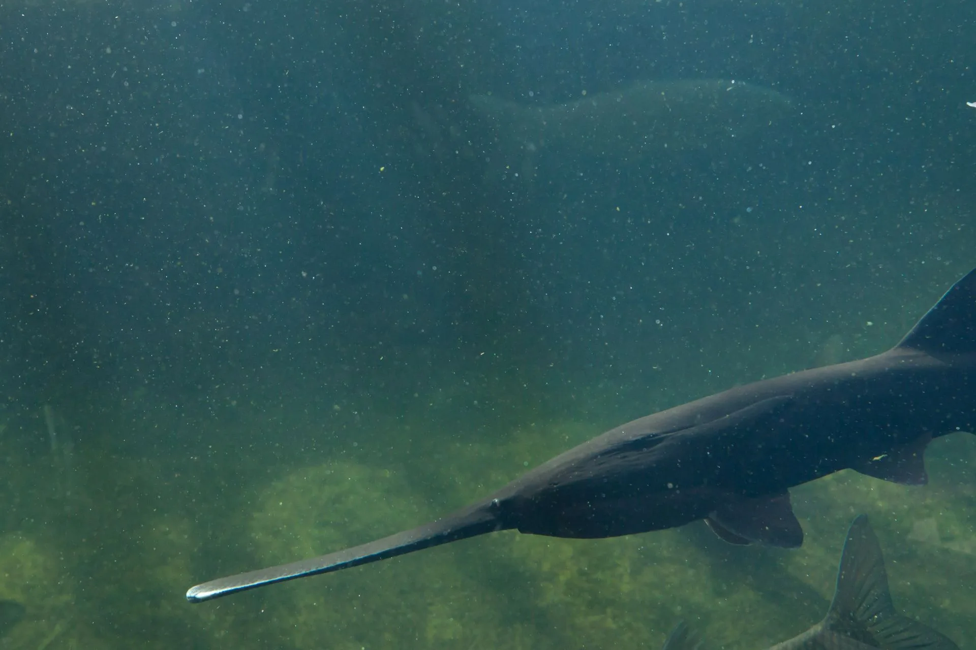Upper Missouri Paddlefish Update III, May 14, 2025