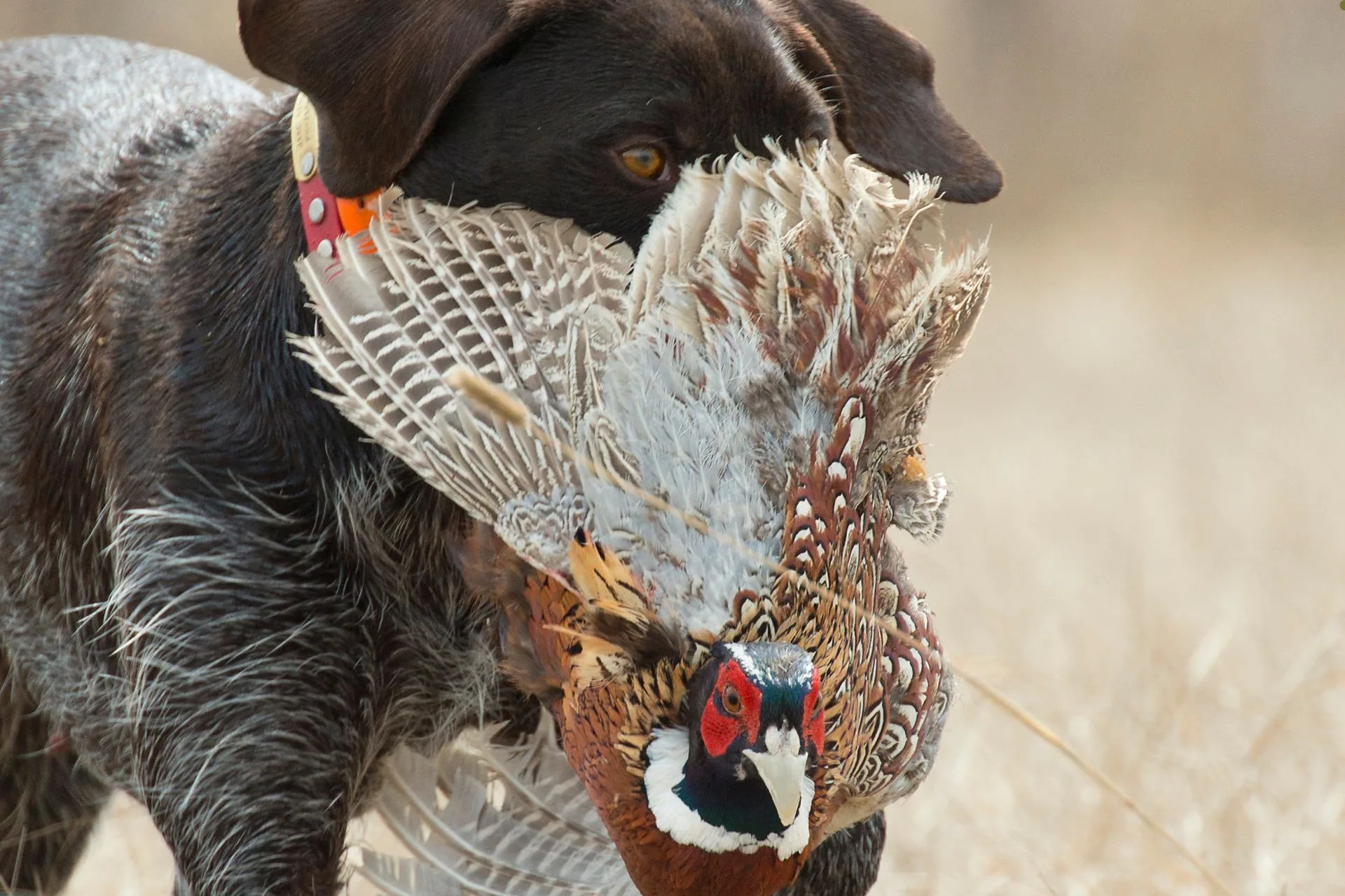 Legislature passes bills for upland hunters, habitat, access