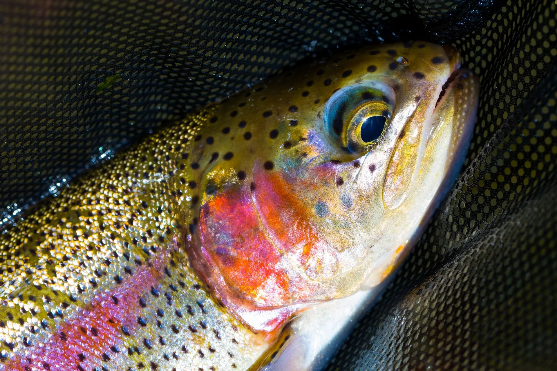 FWP’s Helena Area Reservoirs Fishing Report 5.19.25