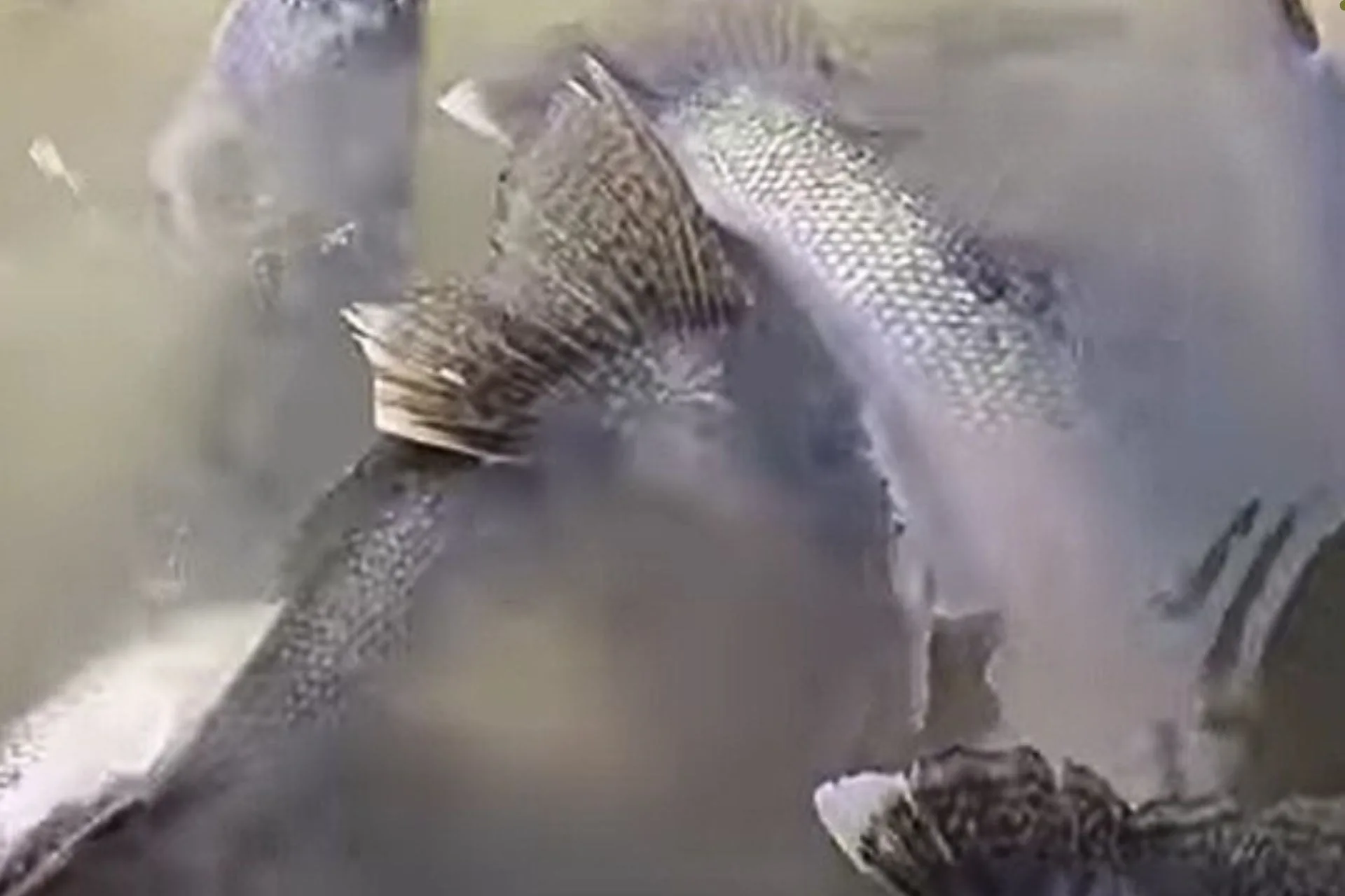 Spawn Stars Featuring Fort Peck Walleye