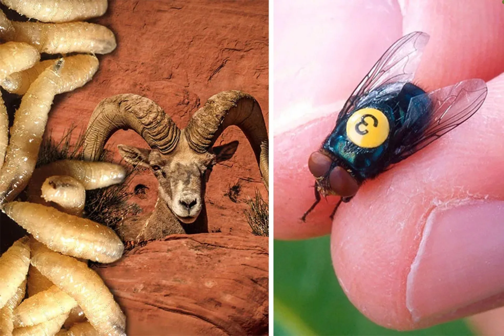 How a Flesh-Eating Parasite Could Derail Conservation
