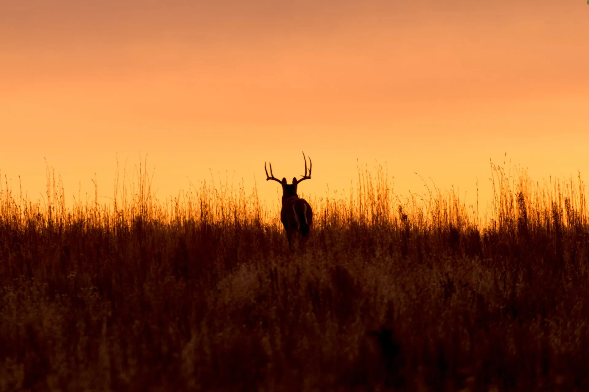 When Livelihoods and Wildlife Collide