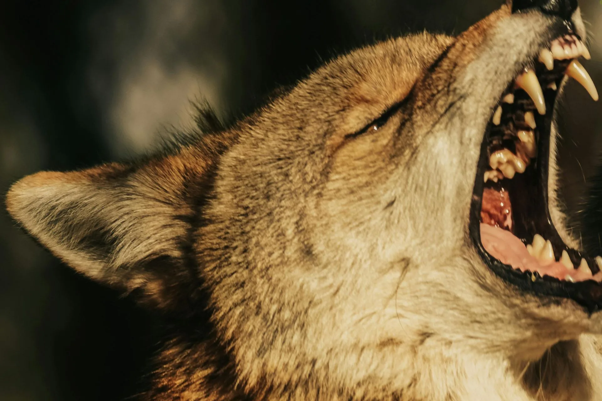 When a Smoke Break Turns Savage–with a Coyote