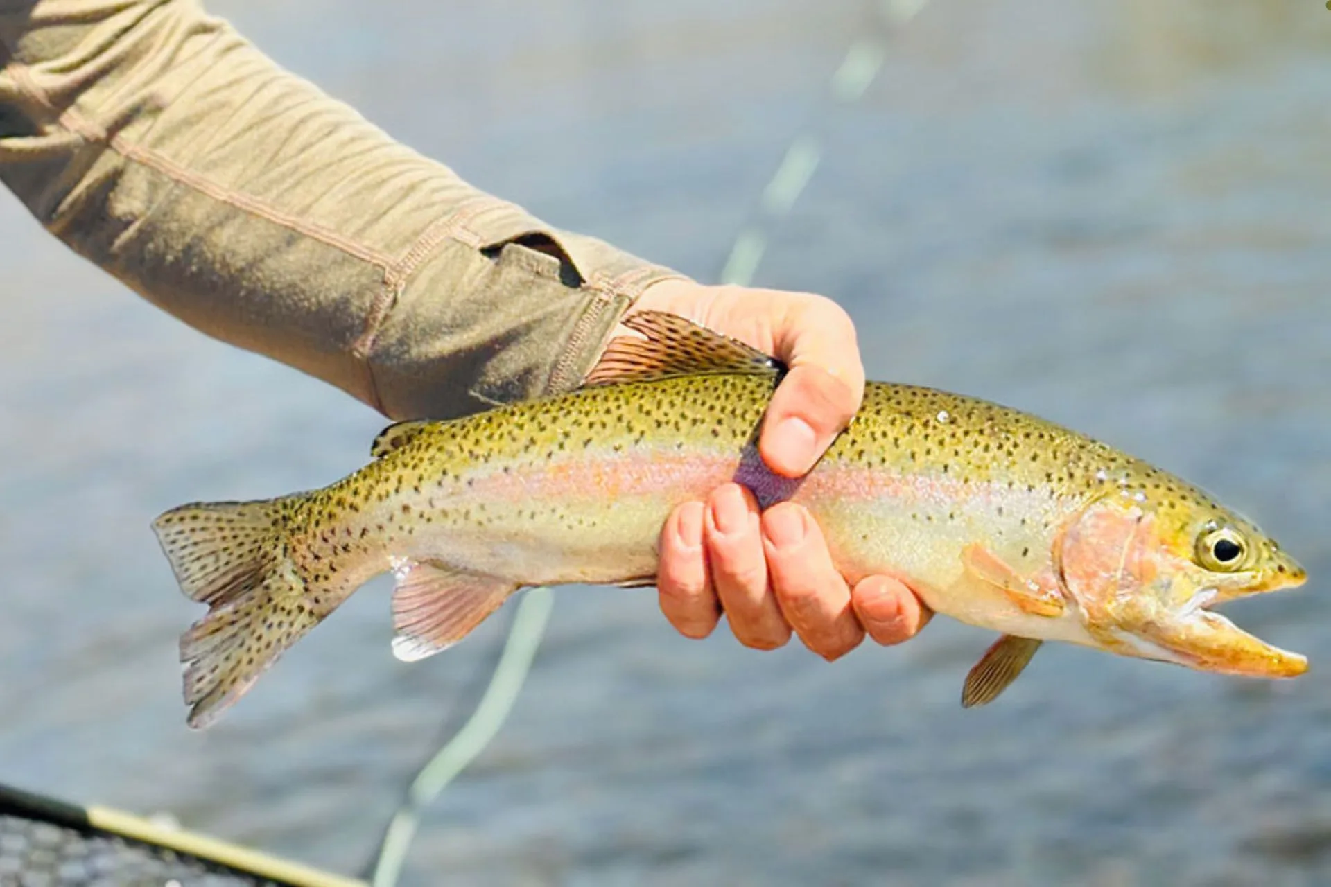 Missouri River Fly Fishing Report 5.20.25