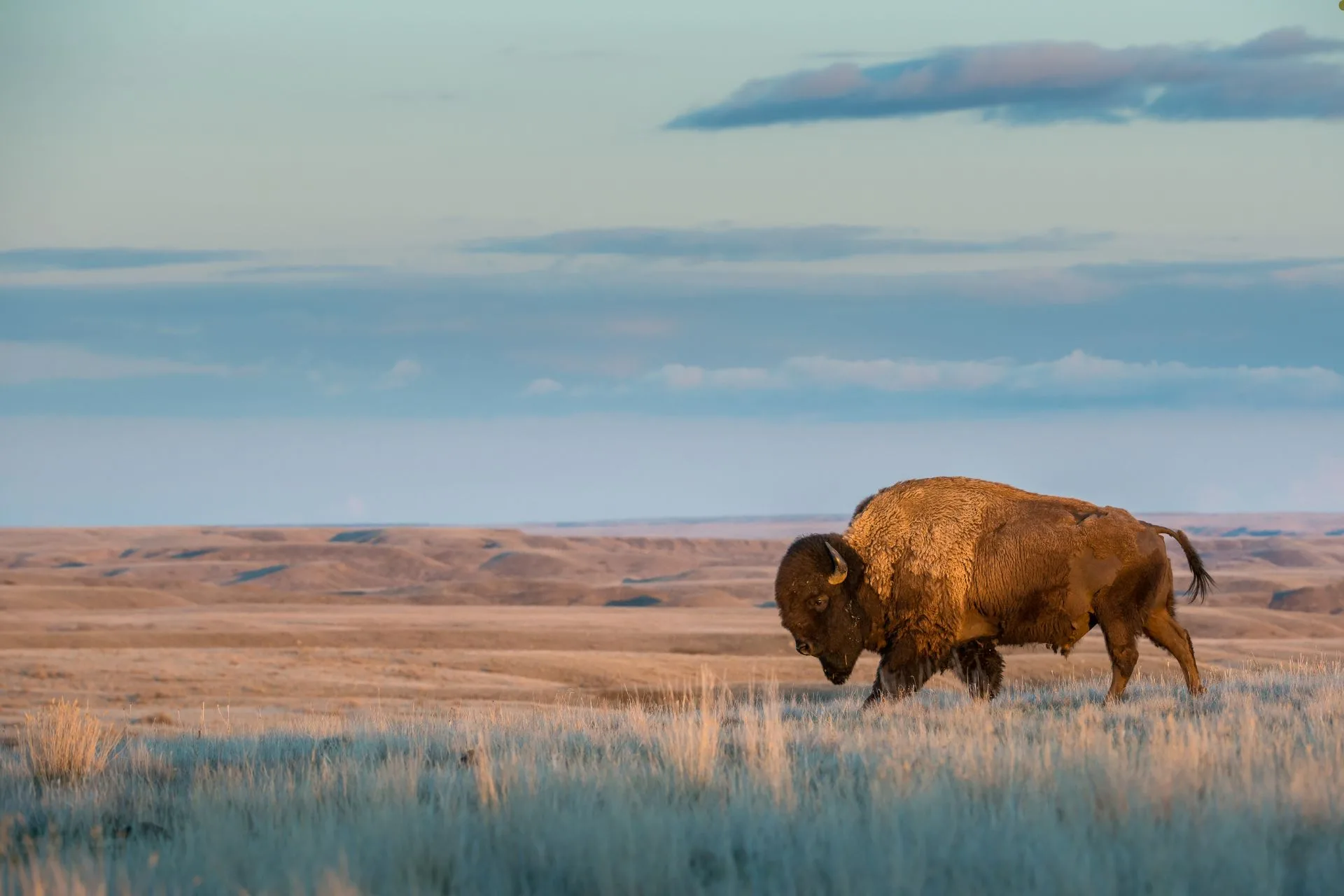 Feeling Lucky? Win a Once-in-a-Lifetime Buffalo Hunt in Wolf Point, Montana