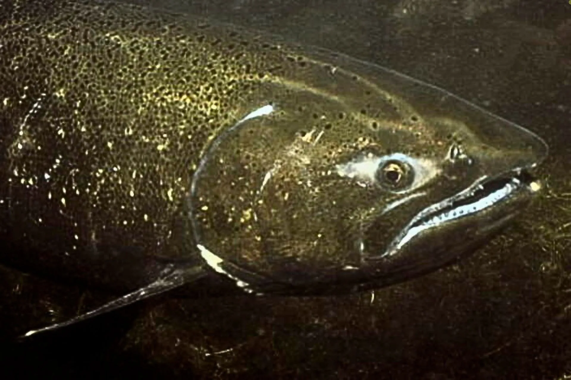 Upper Salmon River Chinook Update – 5/22/2025