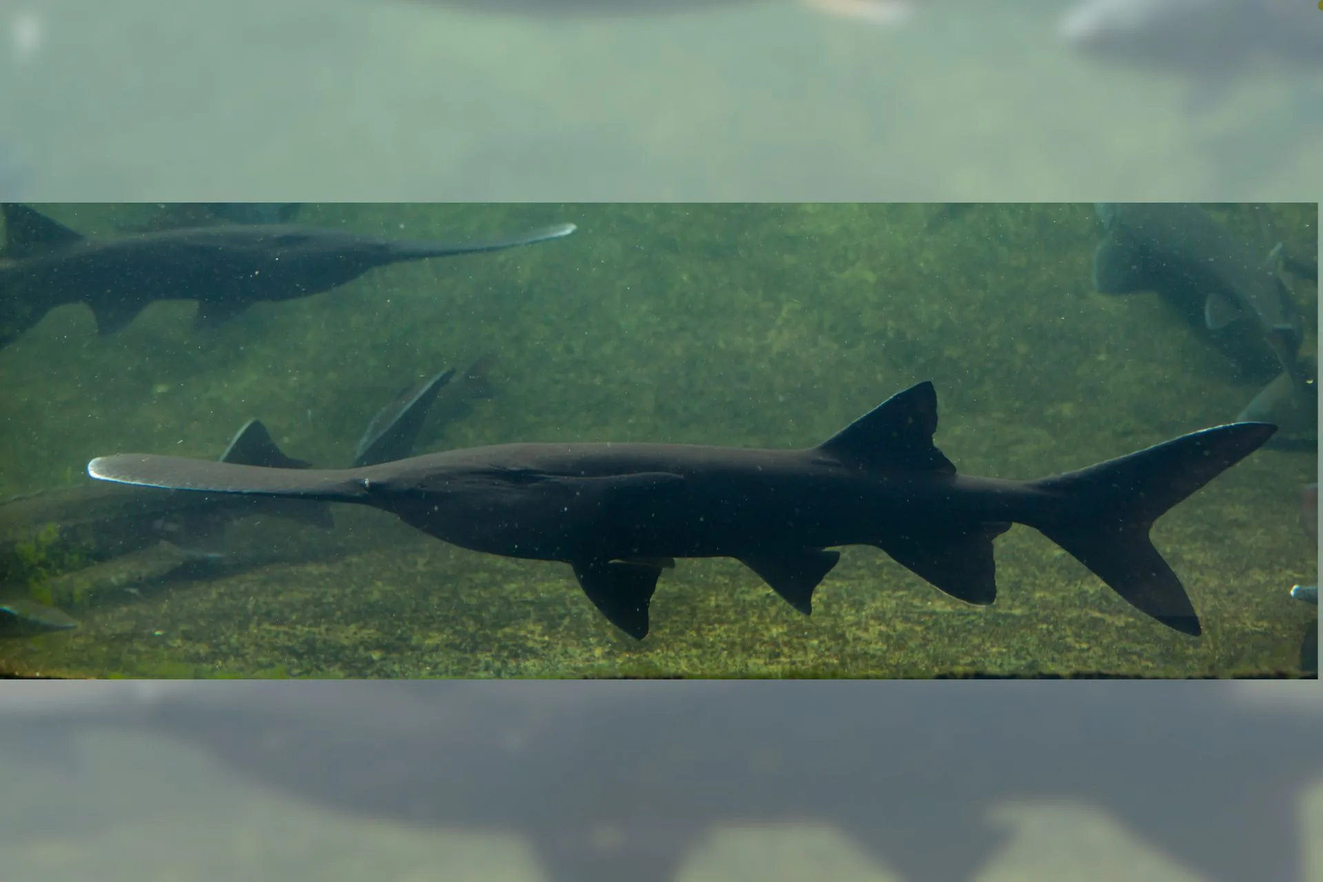 Paddlefish Harvest Estimate for First Week of 2025 Paddlefish Season