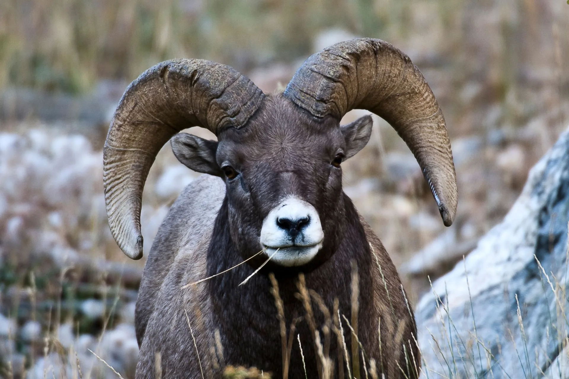 Bighorn bill prompted choices: auction or lottery?