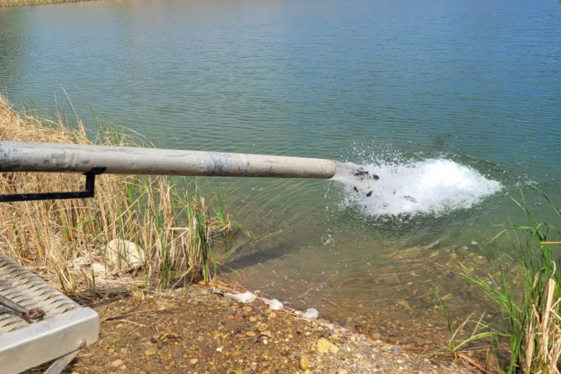 FWP Region 6 rainbow trout stocking report 5.23.25