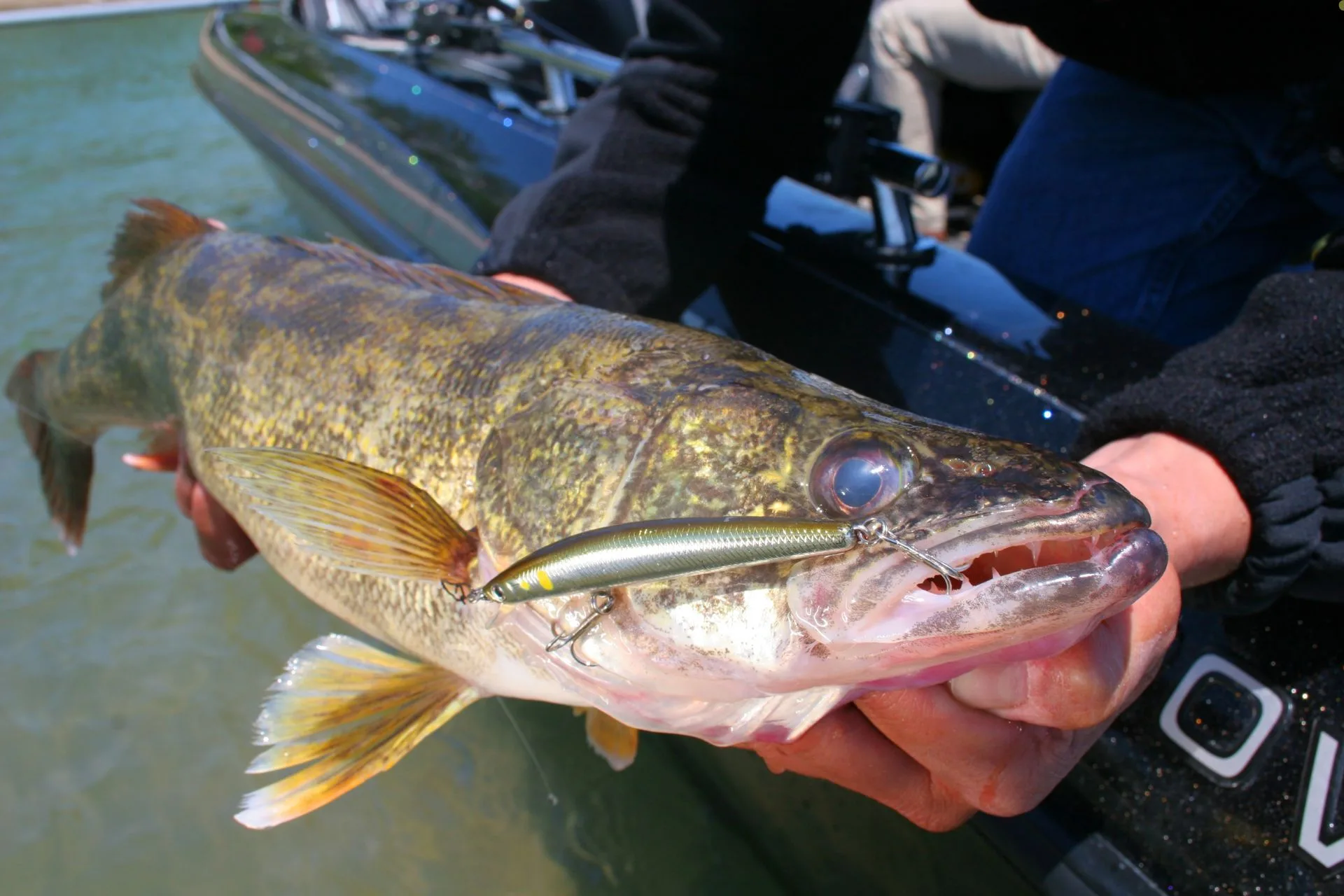 FWP Helena Area Reservoirs Fishing Report 5.26.26