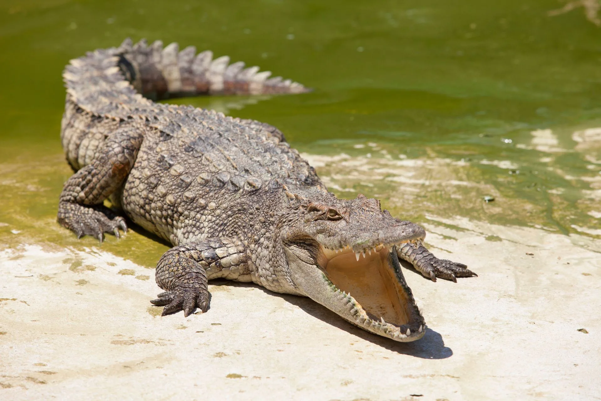 The Gator-Hunting Boot Package You Didn’t Know You Needed