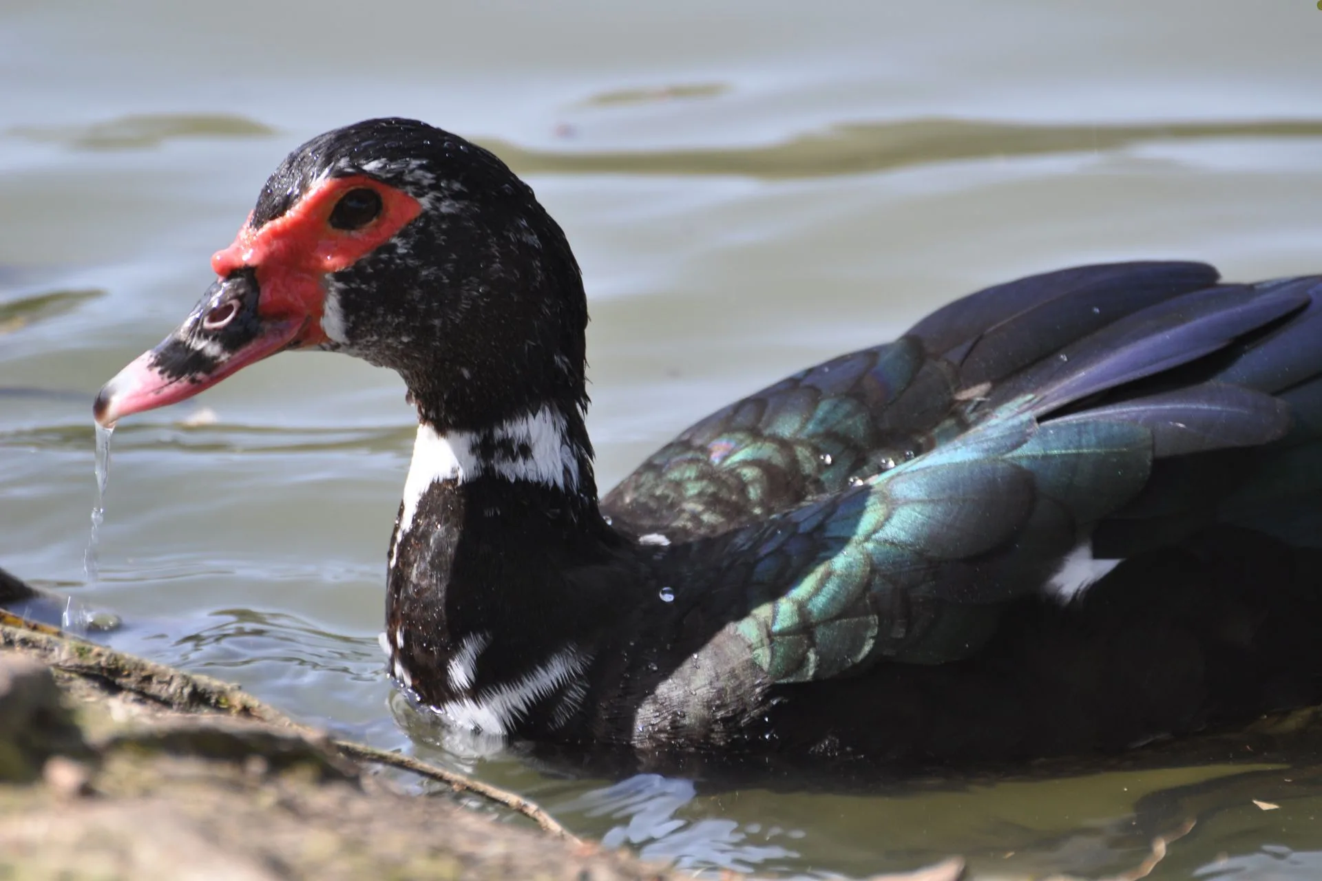 A Duck’s Reign of Terror