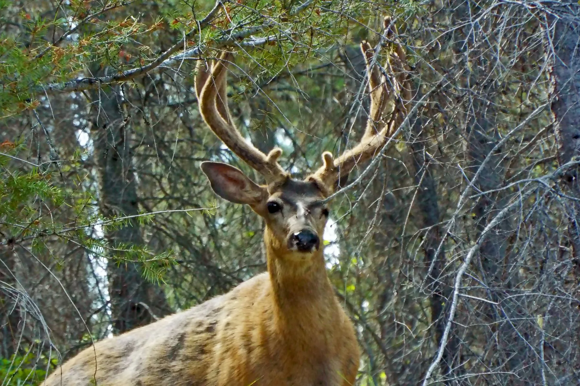 Public can still provide input on mule deer management through online portal