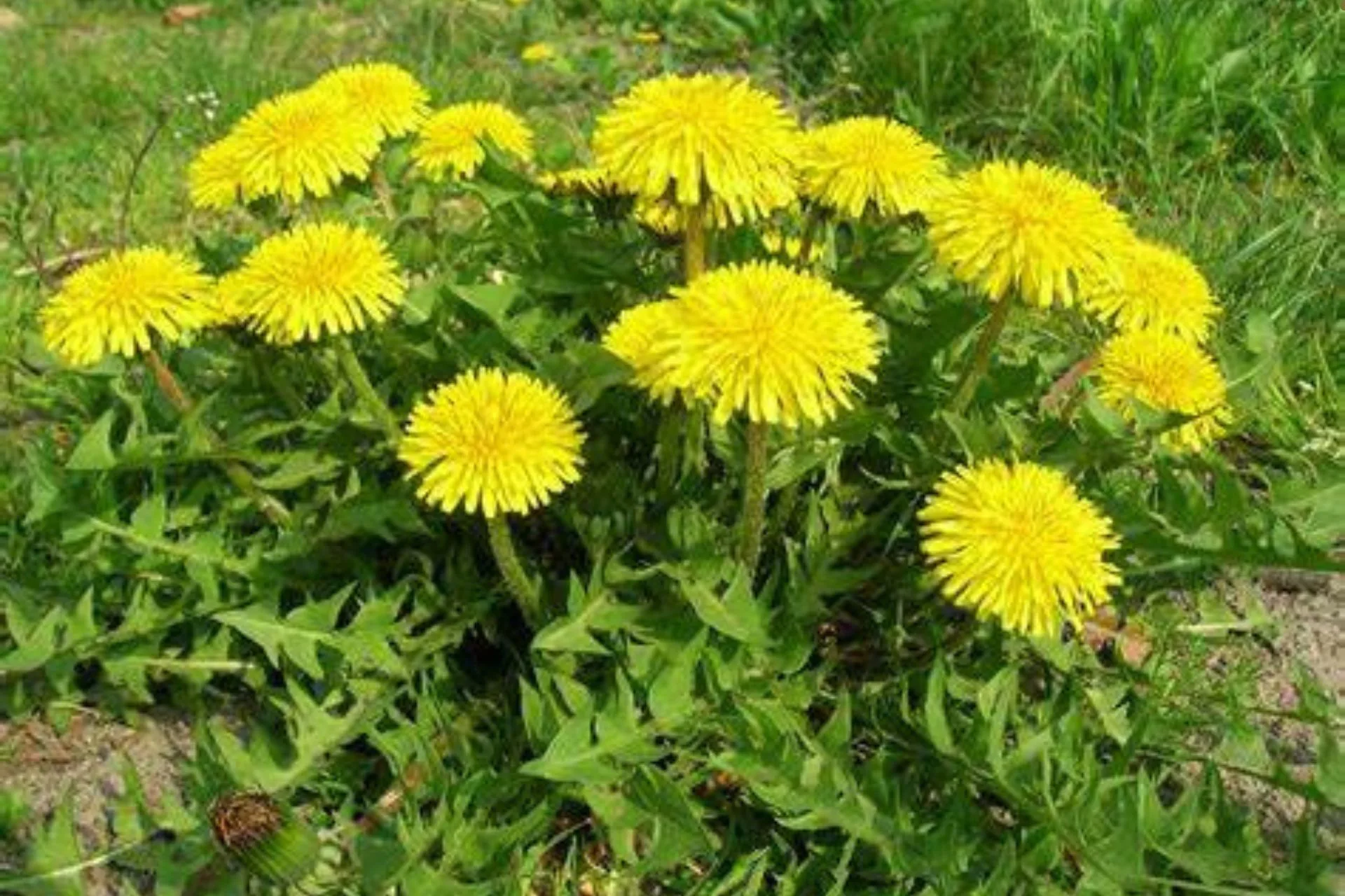 Dandy Salad
