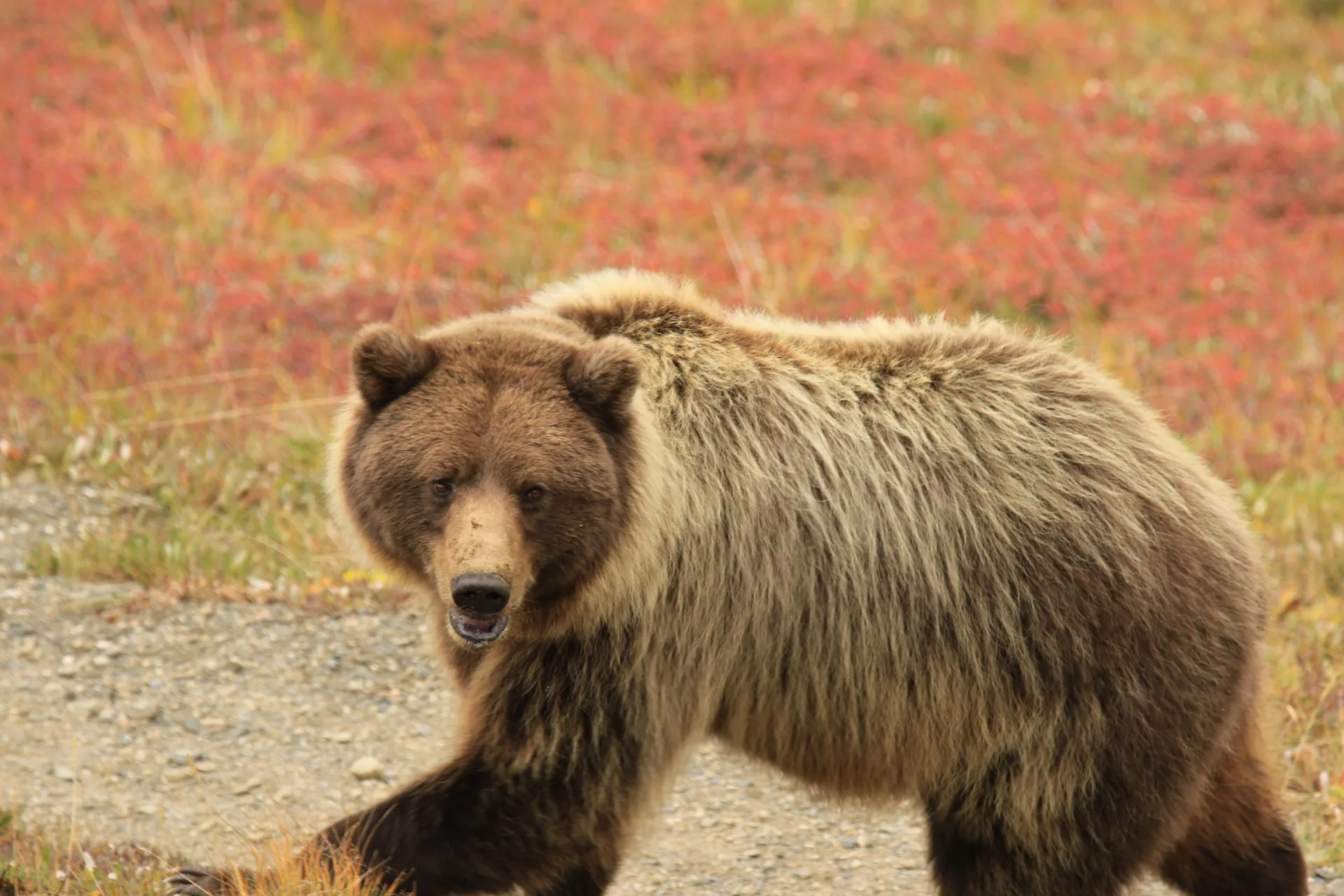 Game and Fish captures and relocates grizzly bear