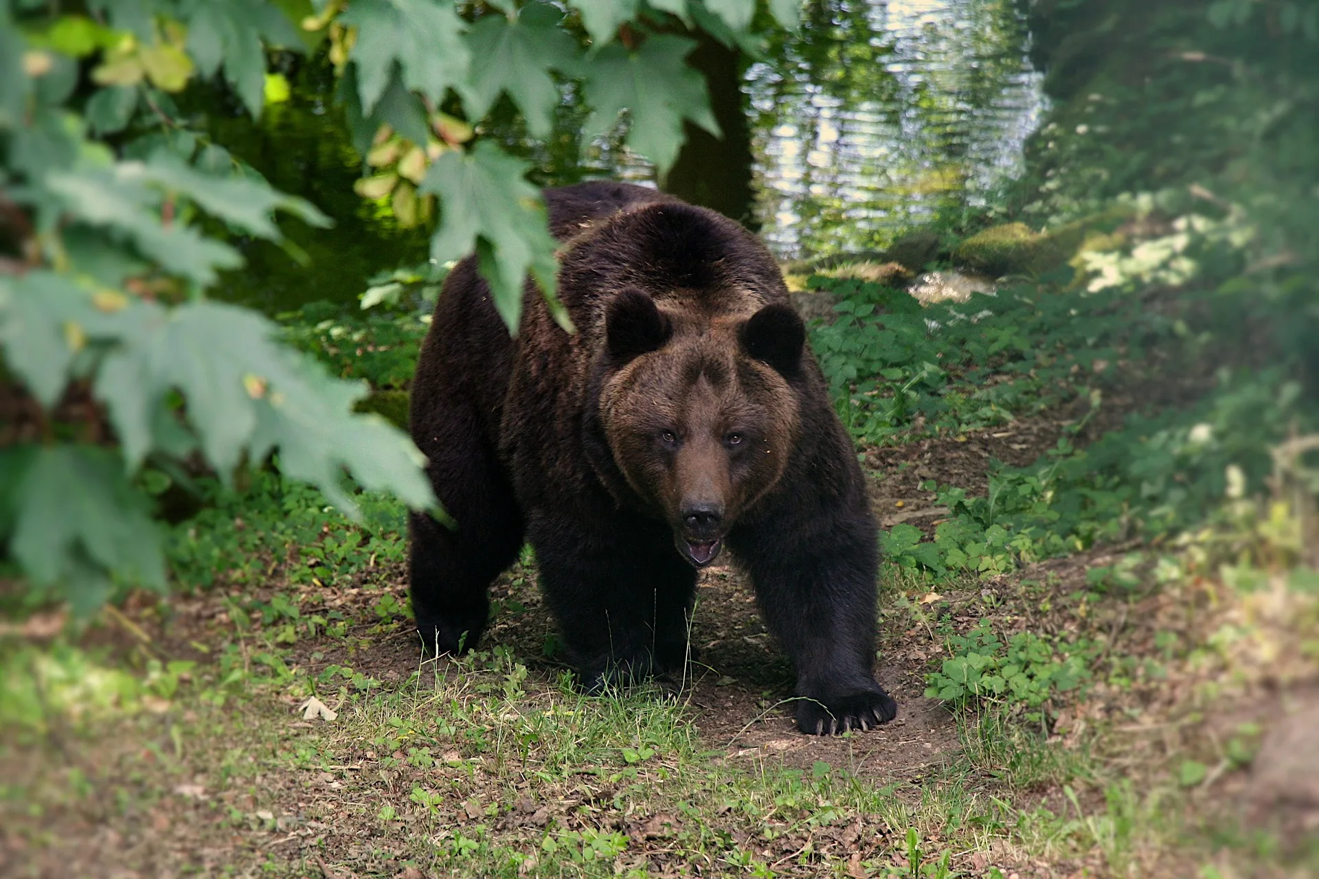 Daines Leads Letter to FWS Urging Reversal of Biden-Era Red Tape that Slows Grizzly Bear Delisting