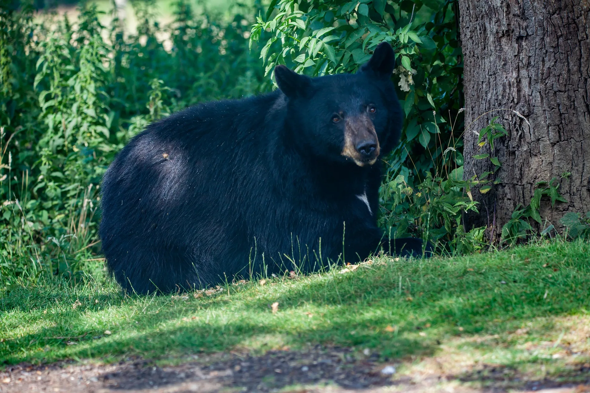 Warning issued after bear ‘makes contact’ with tent
