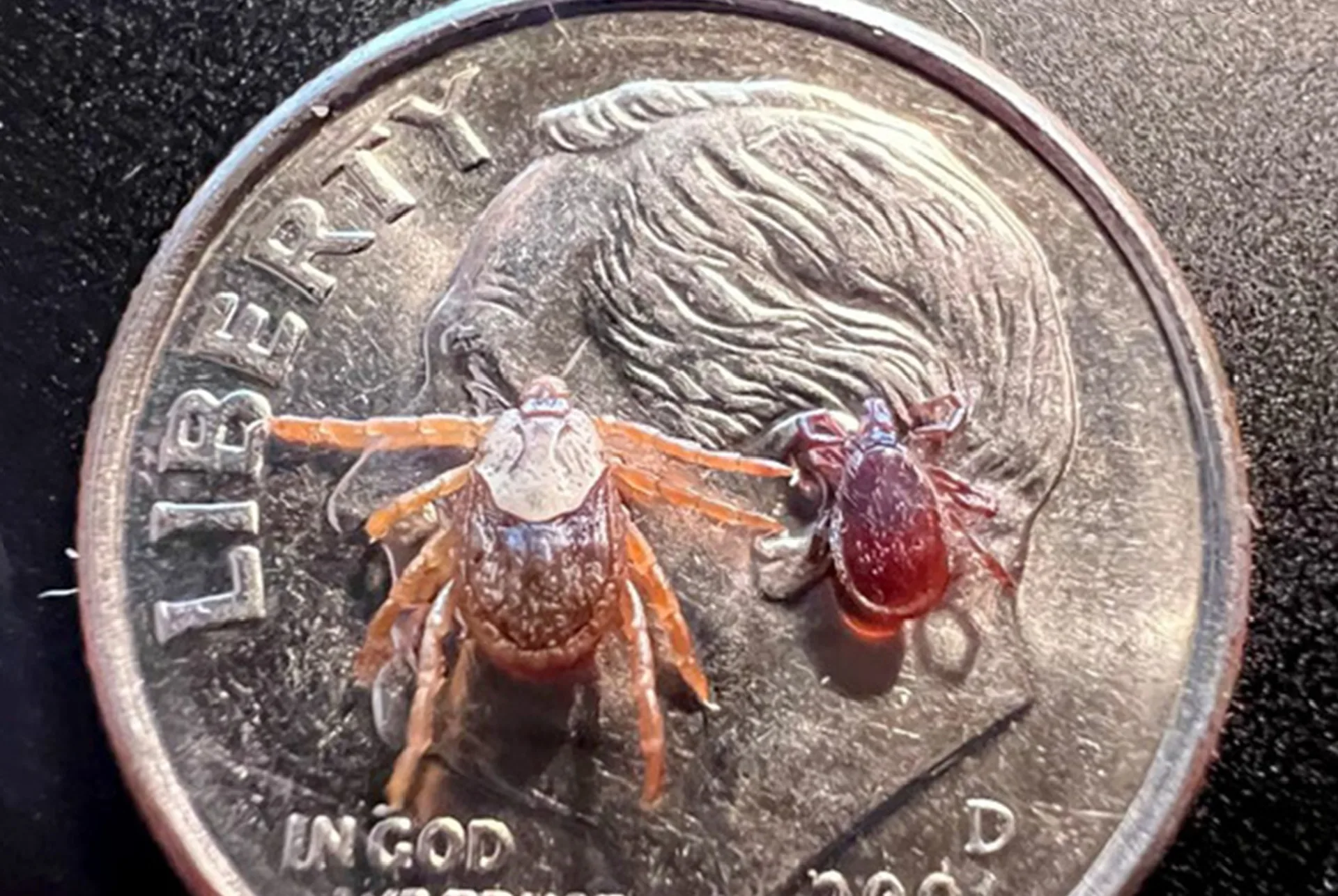 Blacklegged Ticks Now Identified in Two Montana Counties