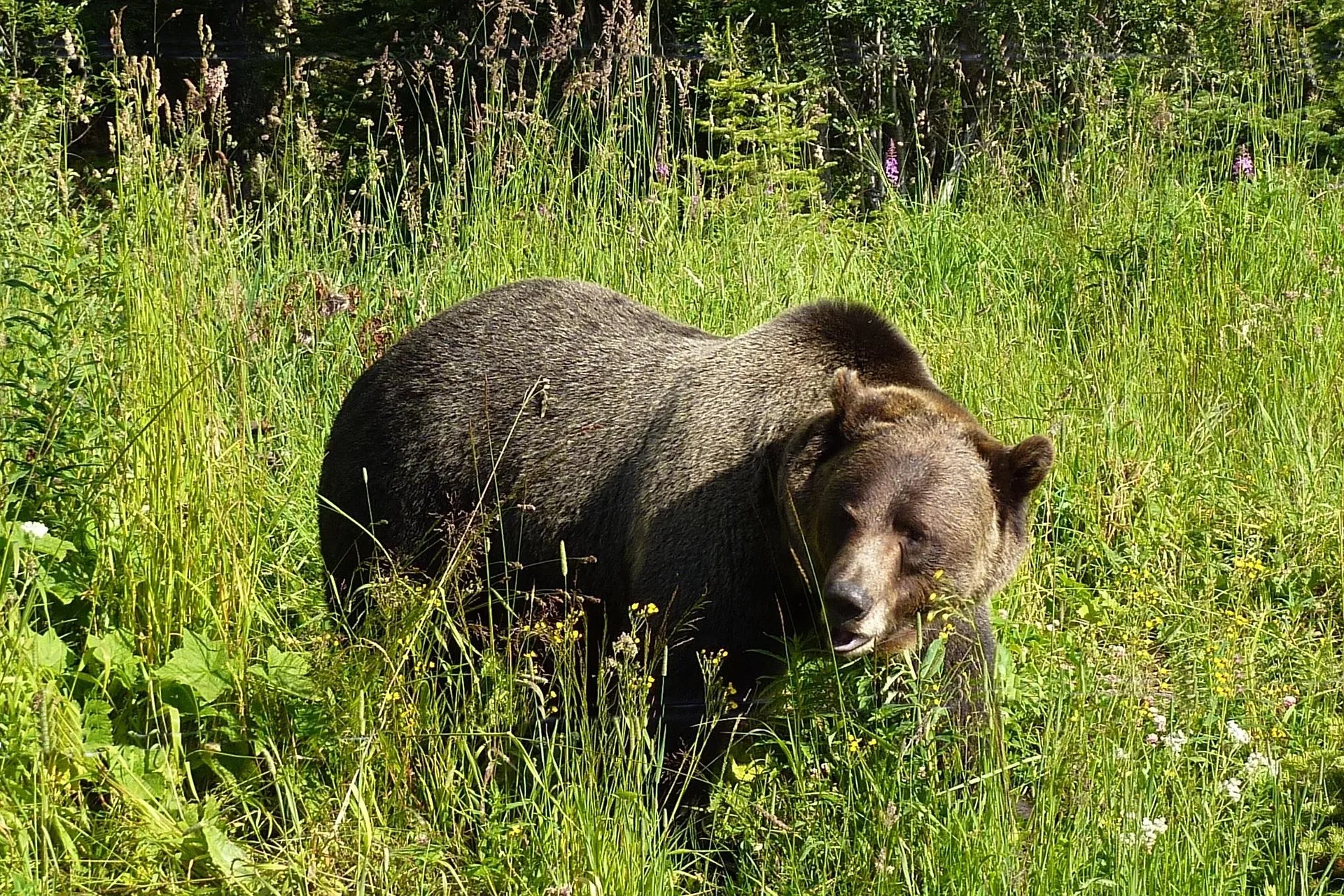 Grizzly bear mistakenly shot and killed by a hunter in Bonner County in North Idaho