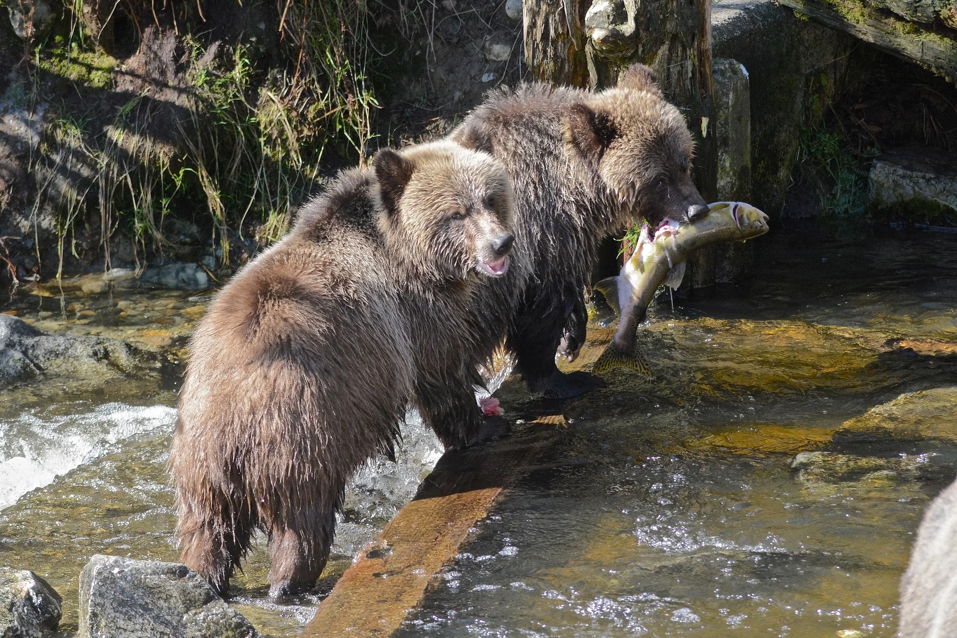 Two yearling grizzly bears found dead