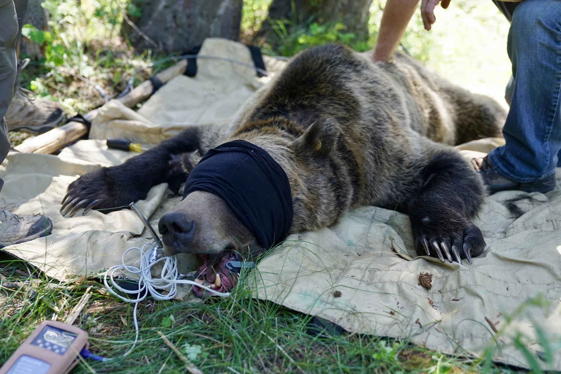 F&G begins annual grizzly bear research trapping in the Caribou-Targhee National Forest