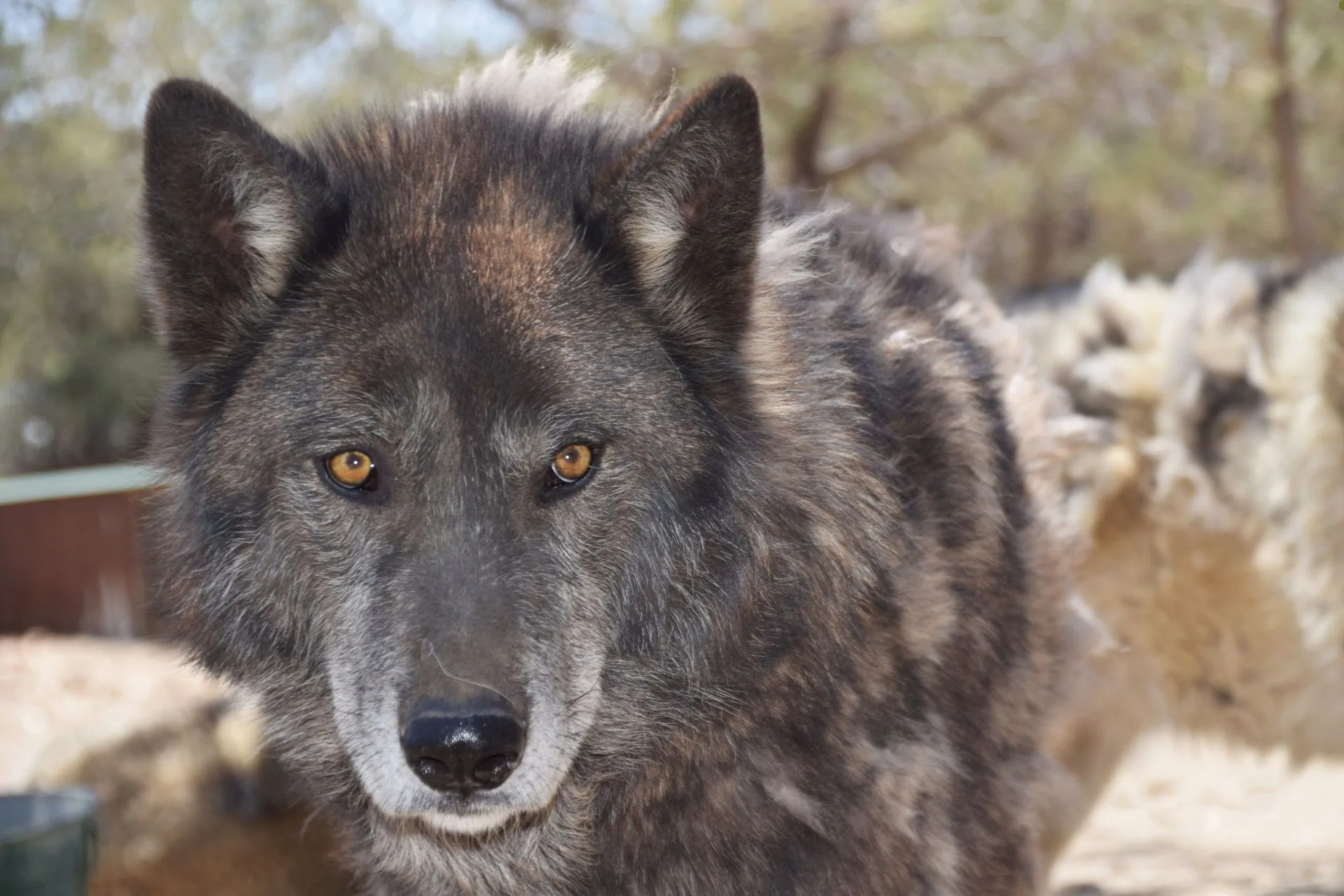 Wolves Are Stirring Up Controversy in Northern California
