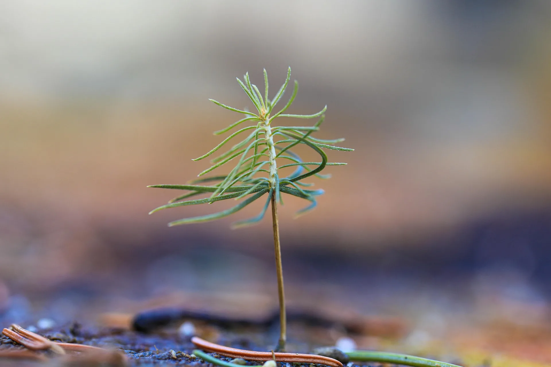 Leftover Seedlings Available