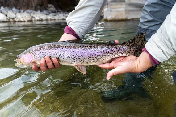Here are the latest estimates from spring trout surveys for the upper Jefferson River basin