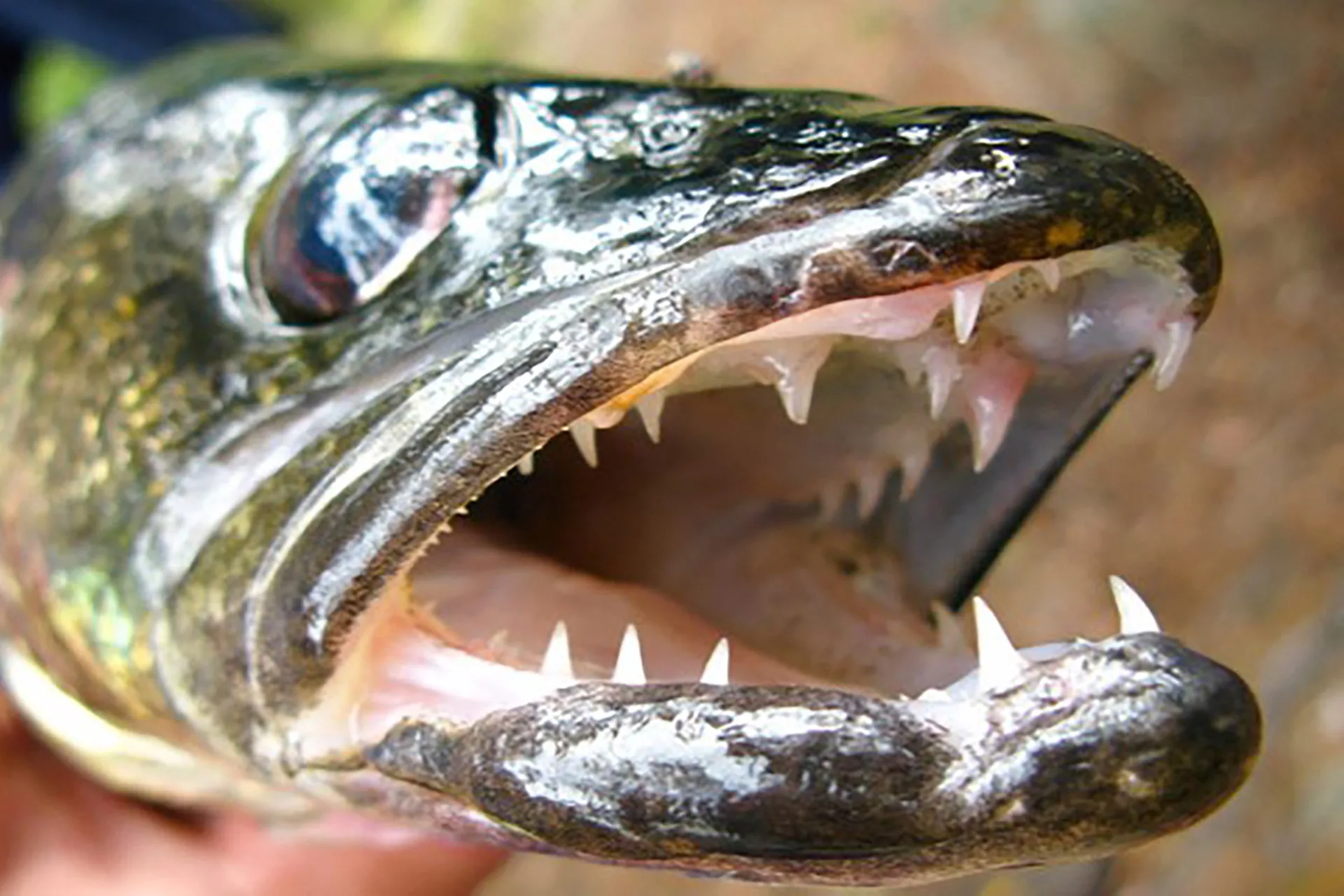 FINAL RESULTS 2025 ROCK CREEK WALLEYE TOURNAMENT
