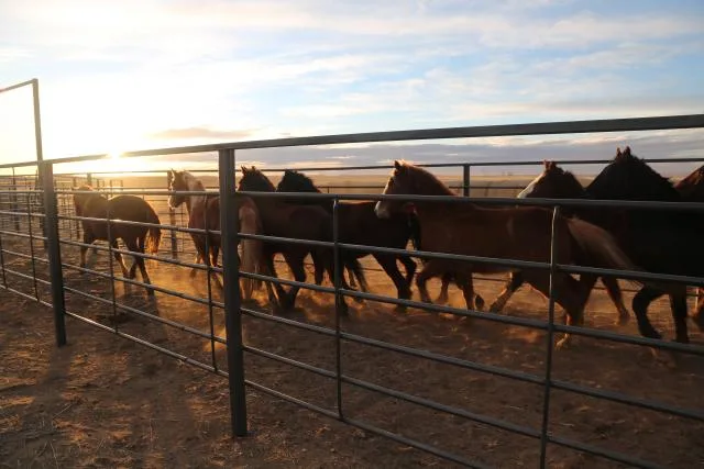 BLM to host Upper Yellowstone Wild Horse & Burro Adoption Event in Livingston