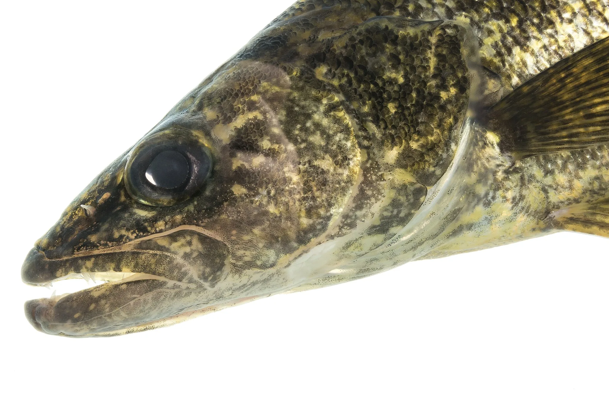 Day 2 Results Montana Governor’s Cup Walleye Tournament