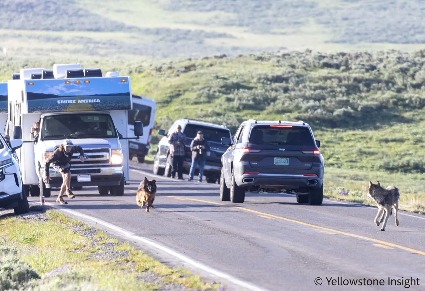 German Shepherd Takes on Wolf at Yellowstone National Park