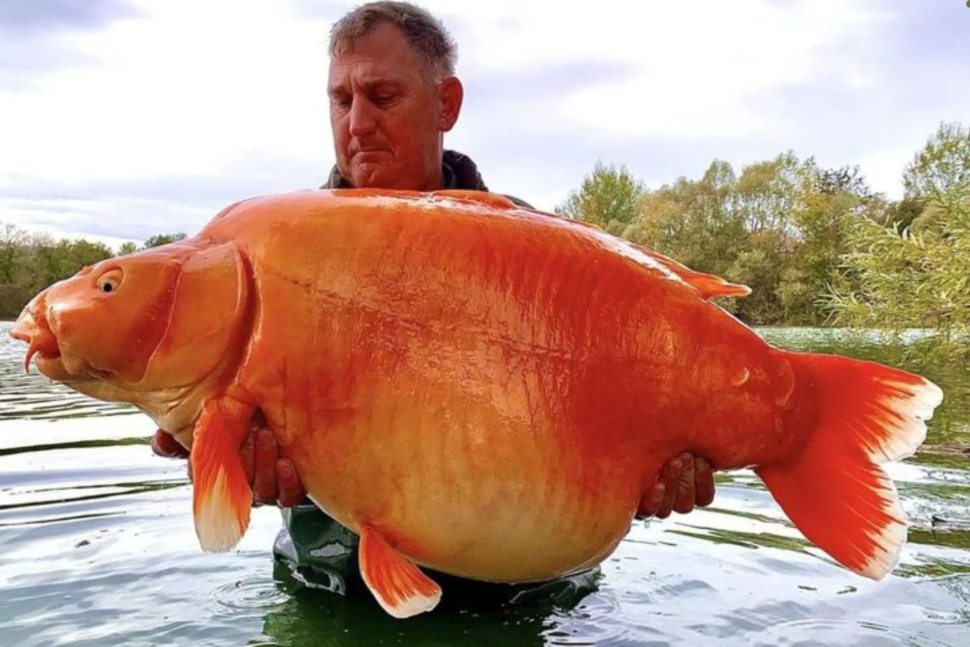 Koi