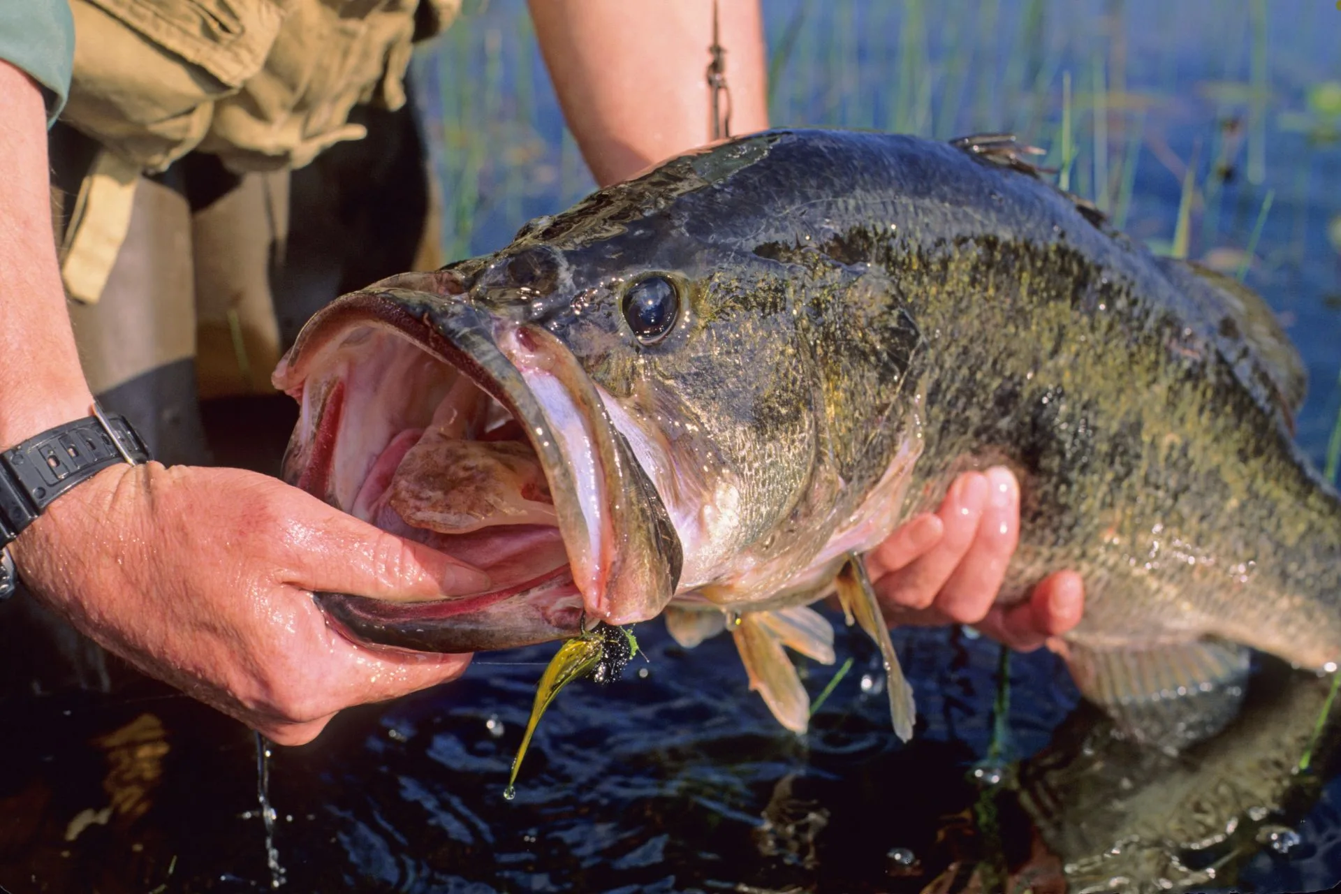 Bass Tournament Winners Reel in Bounced Checks