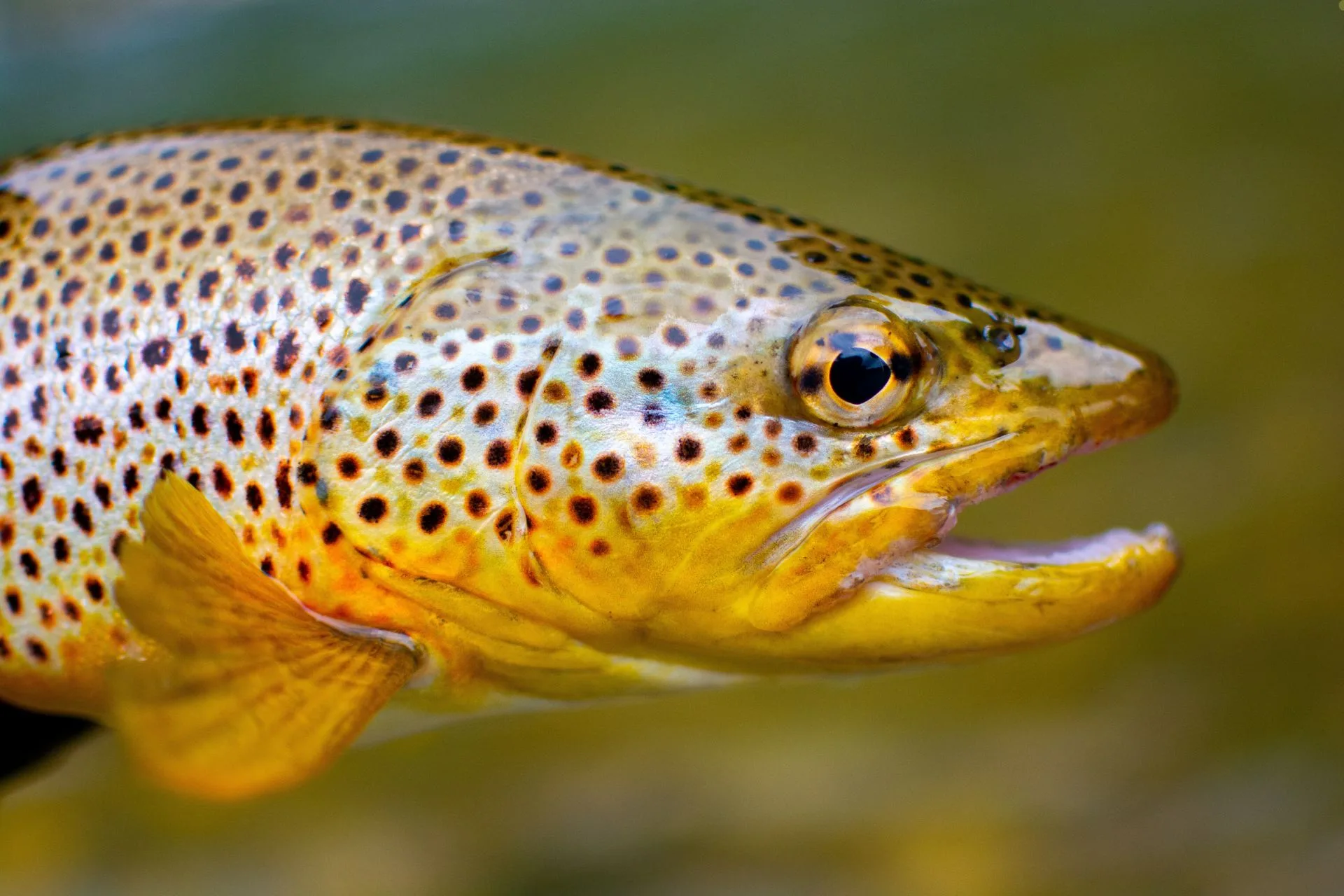 Yellowstone River Fishing Report 6.5.25