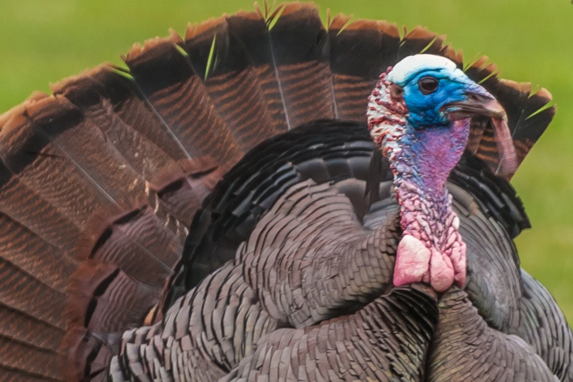 A Montana Hunting Reminder from a California Tragedy