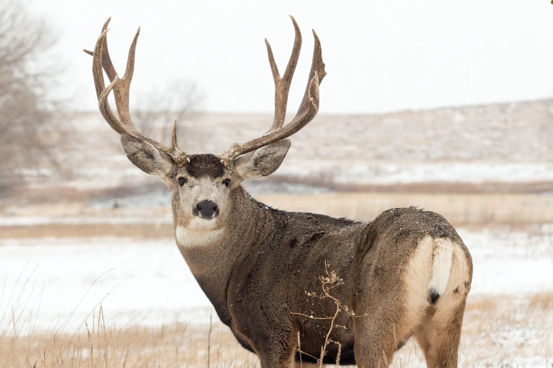 FWP seeks proposals from conservation organizations for license auction 
