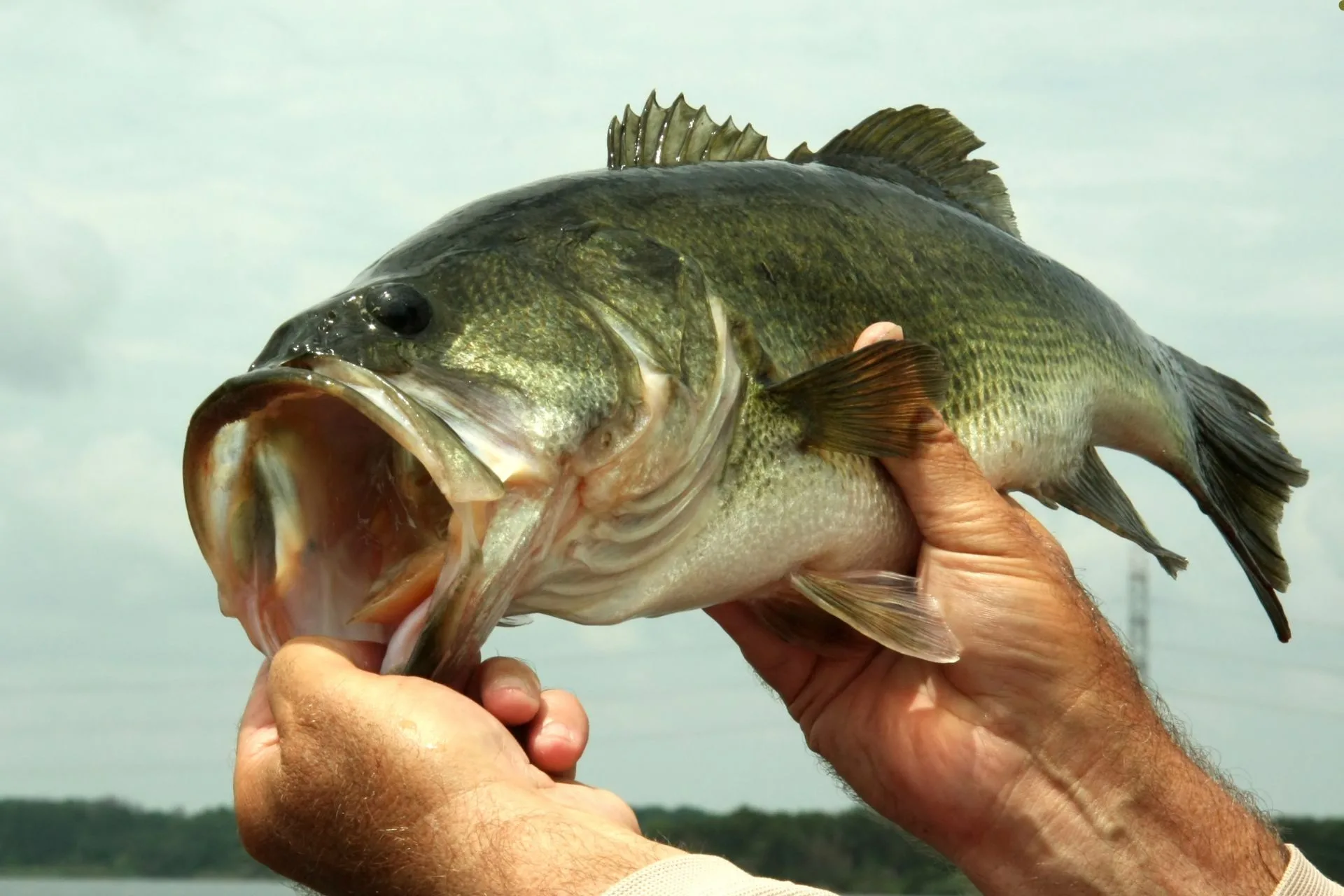 Update: American Bass Anglers (ABA) Sued as Payout Scandal Grows