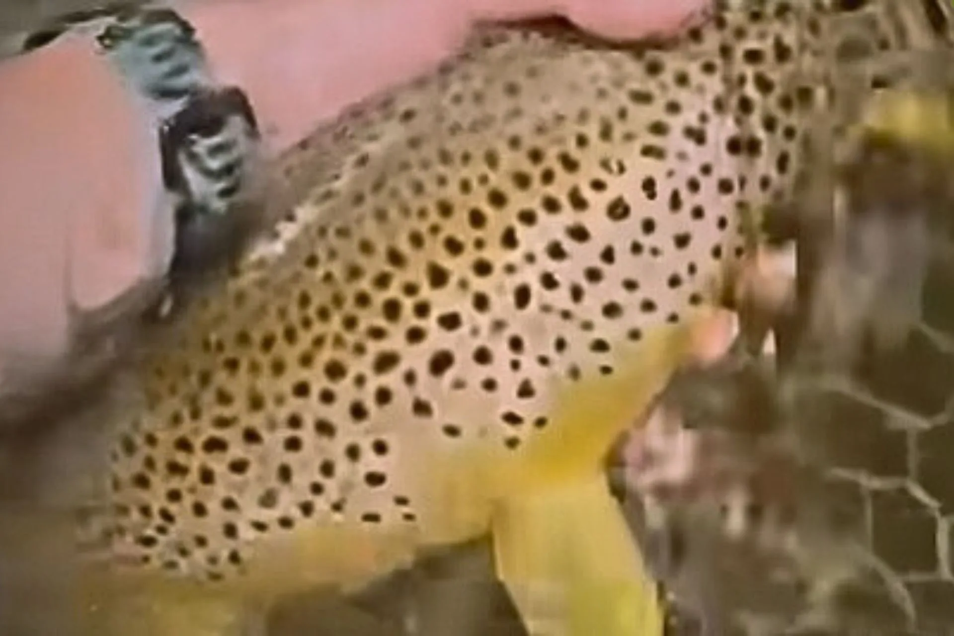 A Real Trophy “Toad”