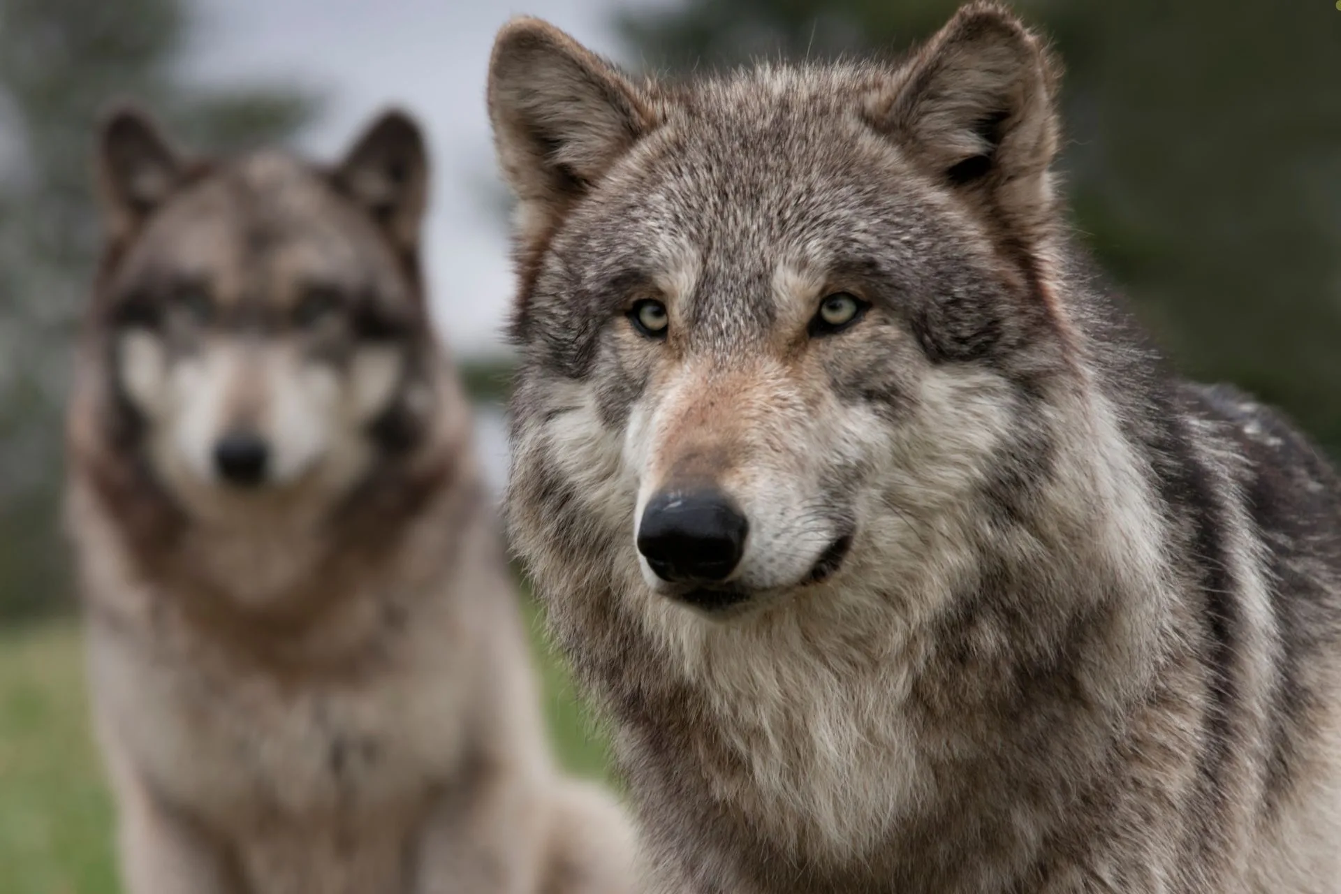 What Happens Near a Wolf Den… Might Involve a Helicopter
